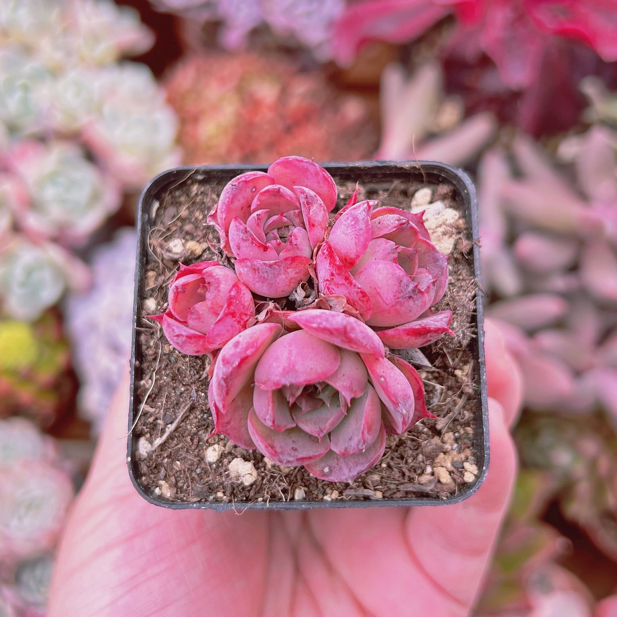 現物　多肉植物　オシャンハート　抜き苗