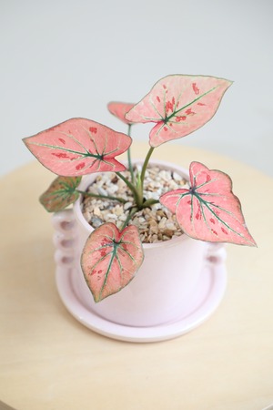 【S】カラジウム ストロベリーハーツ/Caladium