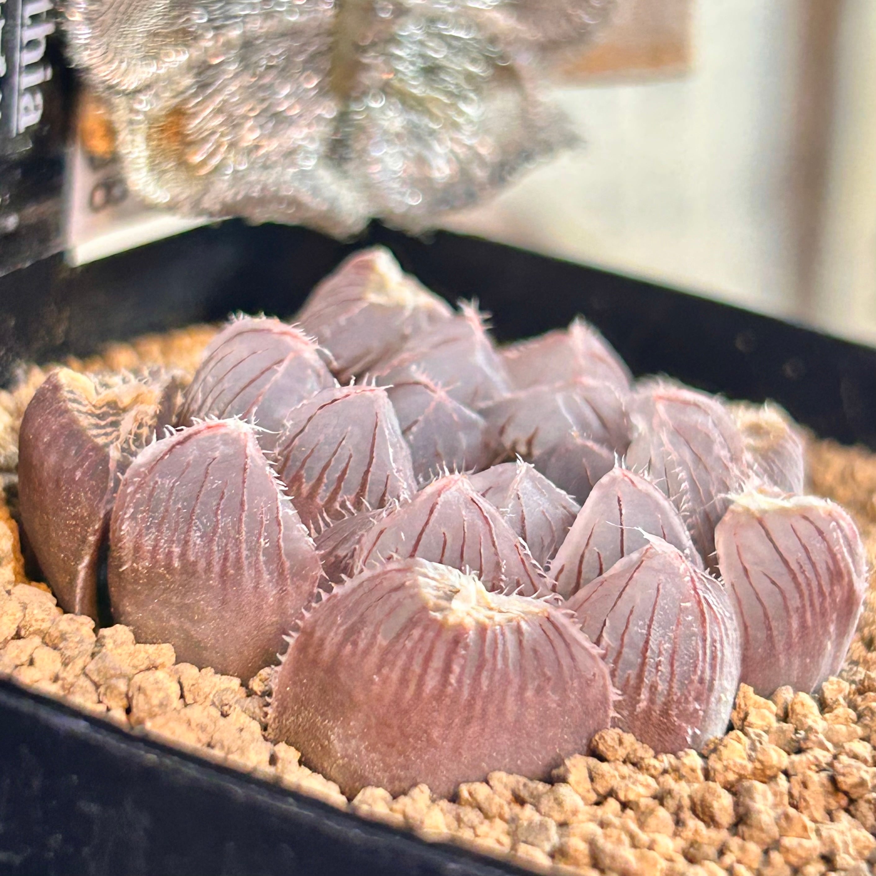 49g 多肉植物　ハオルチア　紫王オブツーサ錦糊斑　自家繁殖　鉢植え発送 40k ハオルチア 多肉植物 紫王オブツーサ錦糊斑 自家繁殖 レックス