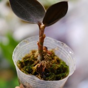 Ludisia discolor var. nigrescens / ルディシア ディスカラー ニグレスセンス⑤ / 観葉植物