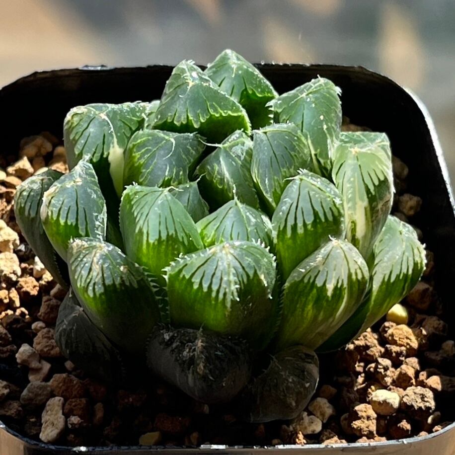 ハオルチア アトロフスカミュータント綴化錦 | mocono_plants_shop ハオルチア アトロフスカミュータント綴化錦 | mocono_plants_shop