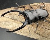 【WD】《インターメディアツヤクワガタ ネグロス島産 95.5mm ペア》