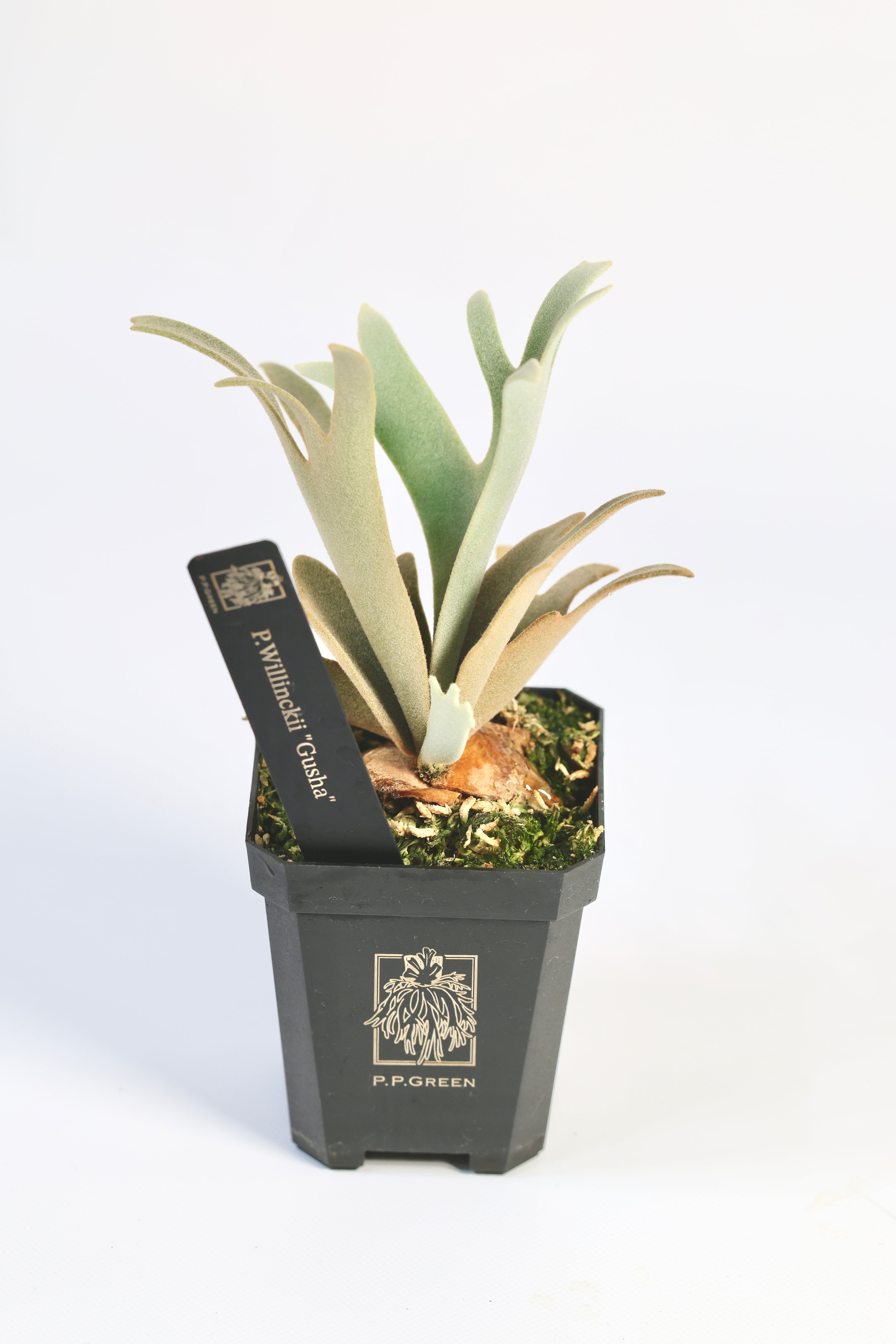 P.Willinckii Gusha | P.P.Green P.Willinckii Gusha | P.P.Green