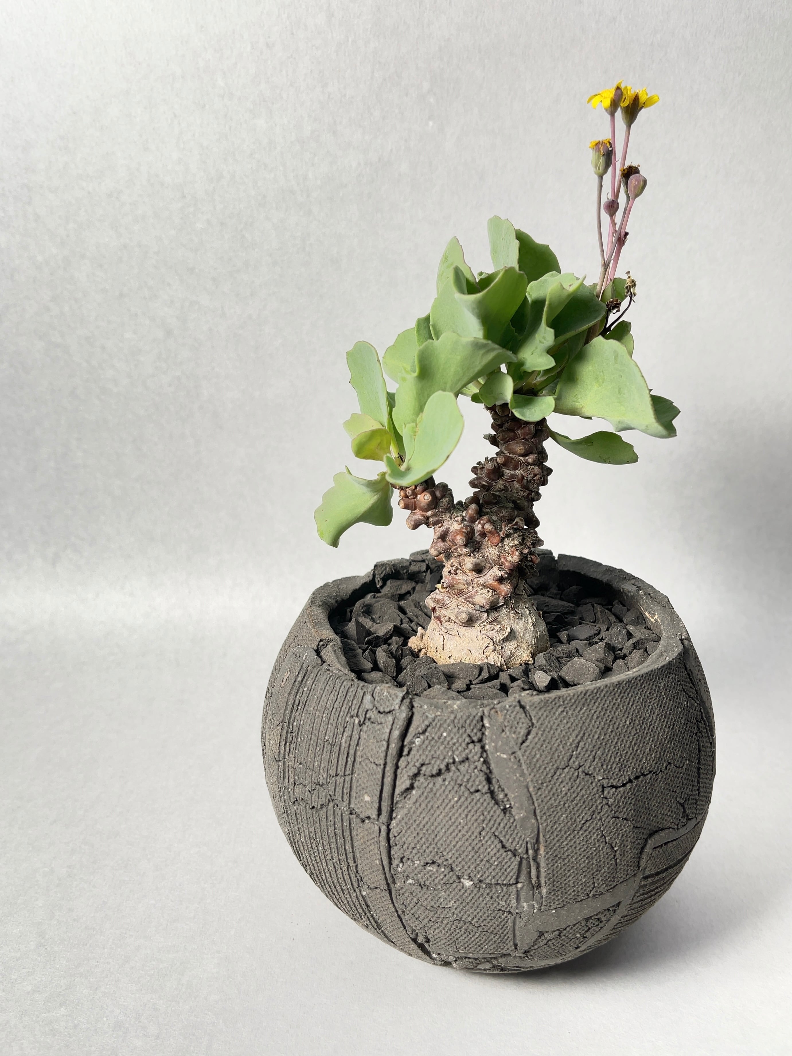 大株 特選 現地株 オトンナ ヘレー 大株 特選 現地株 オトンナ ヘレー Othonna herrei【オトンナ