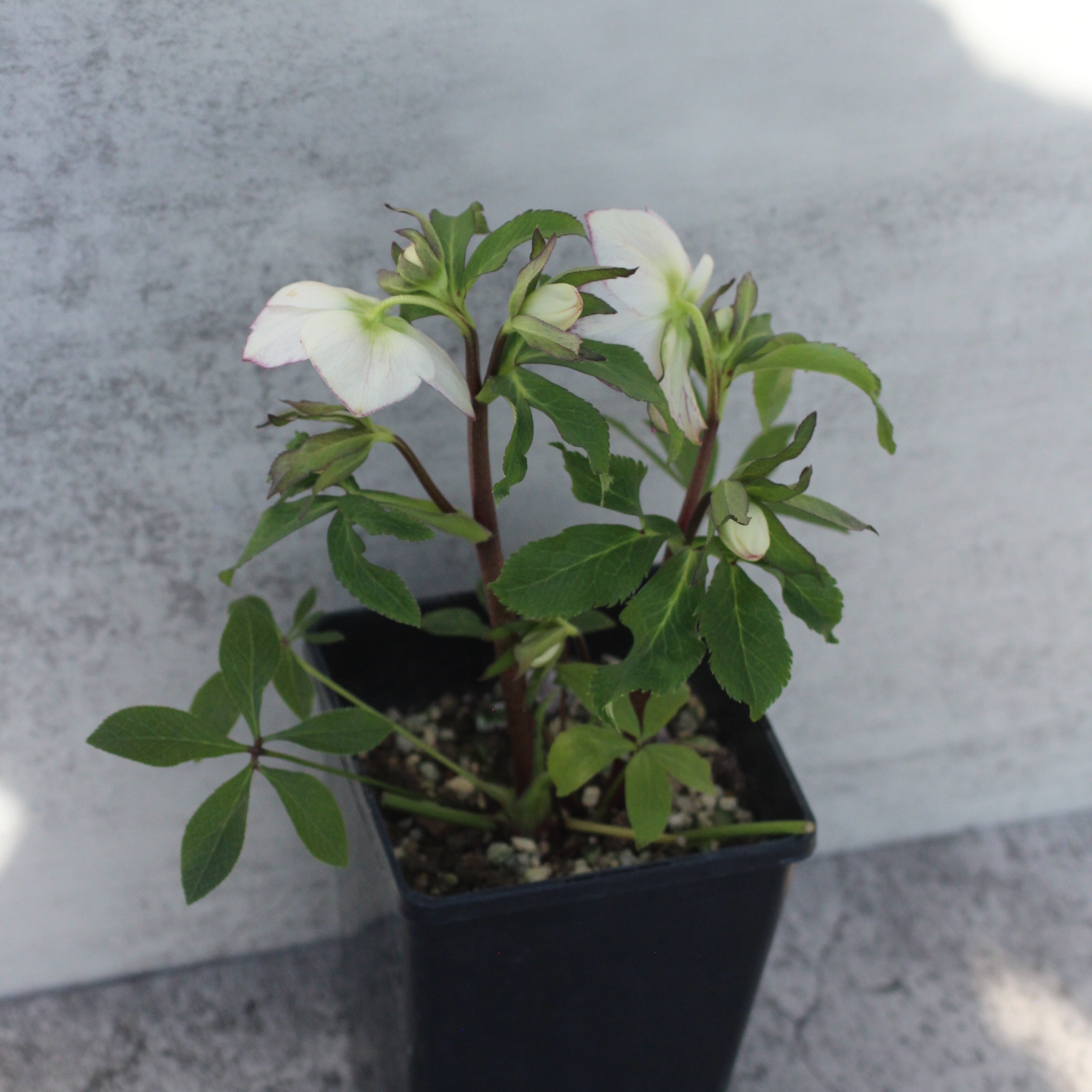 WS26-089 クリスマスローズ ウィンターシンフォニー ライトクレオン