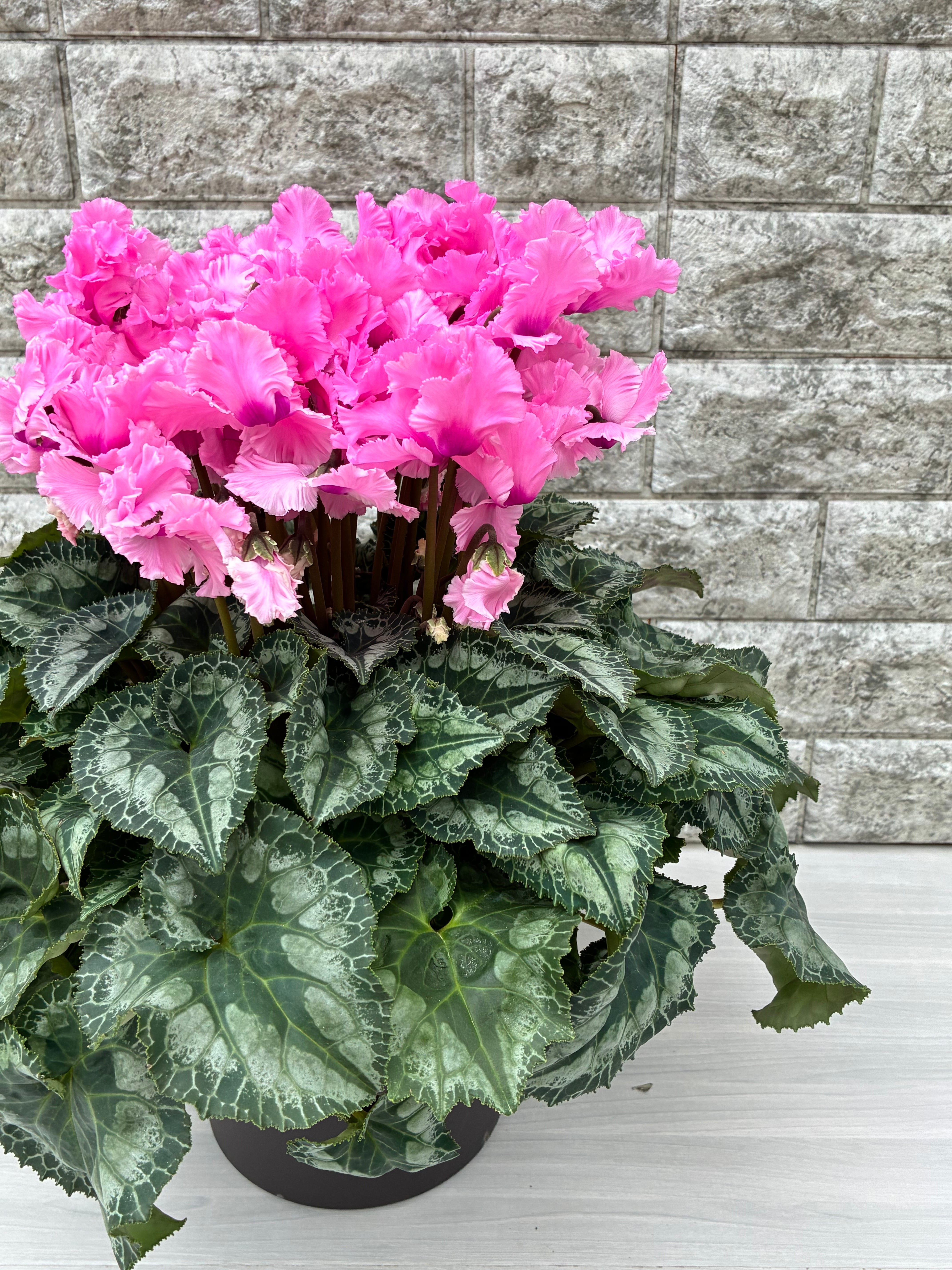 48579a83ee0f0d009c39ba8723981a