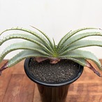 Aloe suprafoliata【アロエ・スプラフォリオラータ】