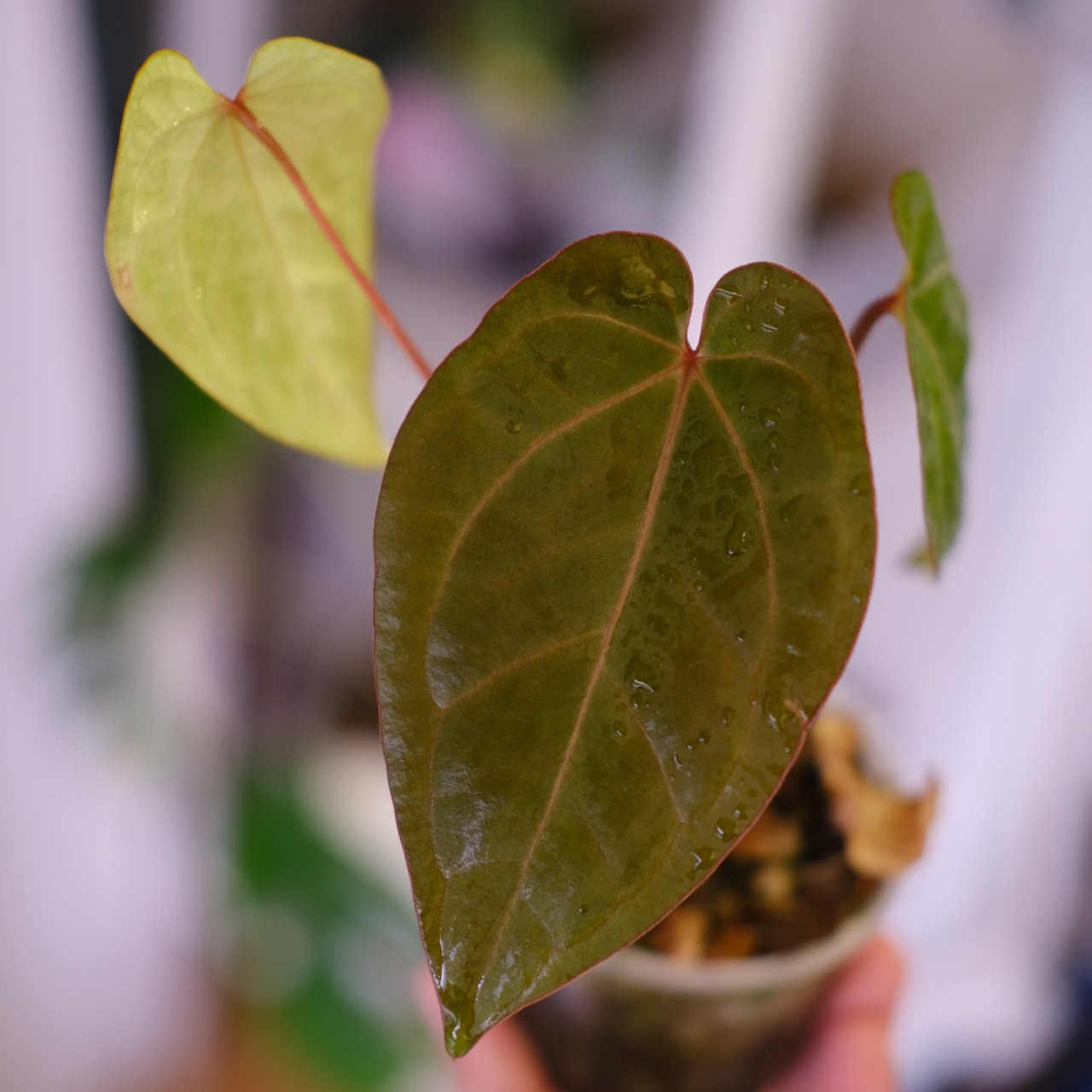 Anthurium kunayalensis × Anthurium Zara 'Michelle'｜アンスリウム クナヤレンシス × ザラ・ミシェル③｜観葉植物