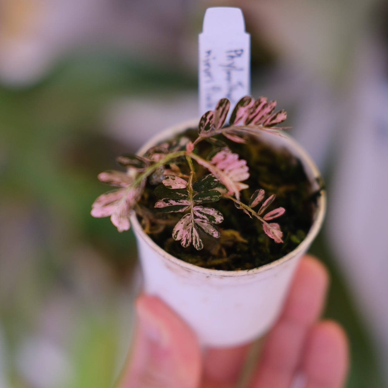 Phyllanthus urinaria 'Pink Variegated'│フィランサス・ウリナリア ピンク斑入り⑤│観葉植物