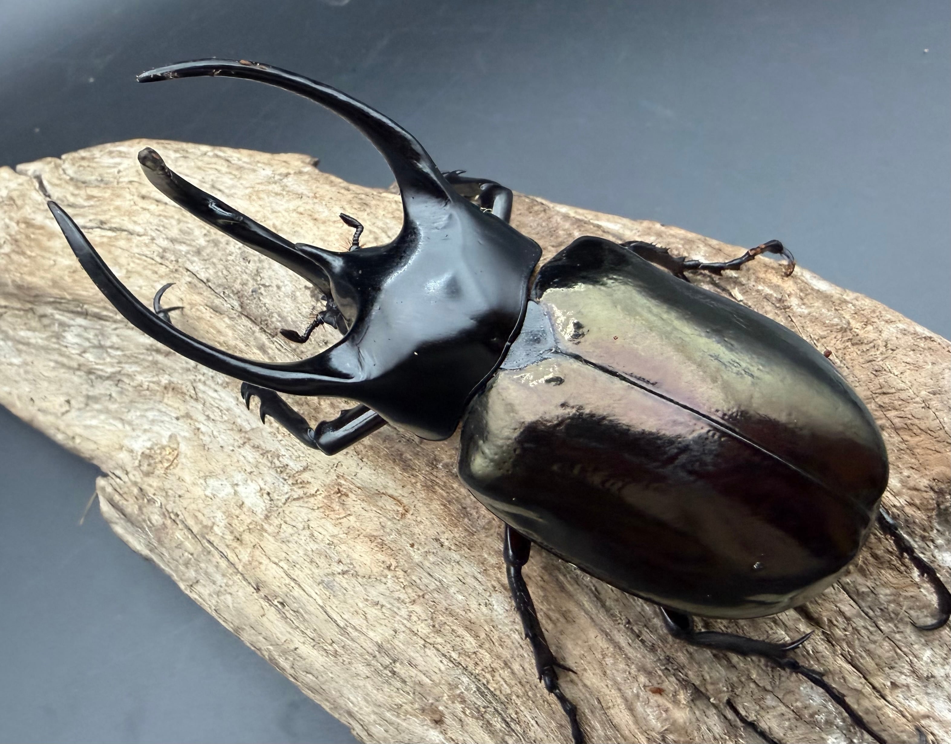 カブトムシ生体 | KPW BASE店