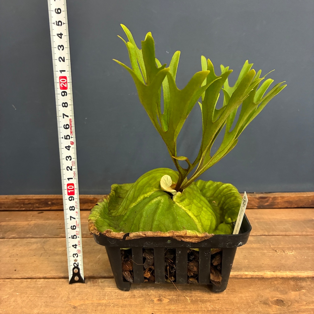 【新着3日限定10%OFF】【伊藤蟻】ビカクシダ リドレイ (upright cluster fronds #1) sporeling【668】