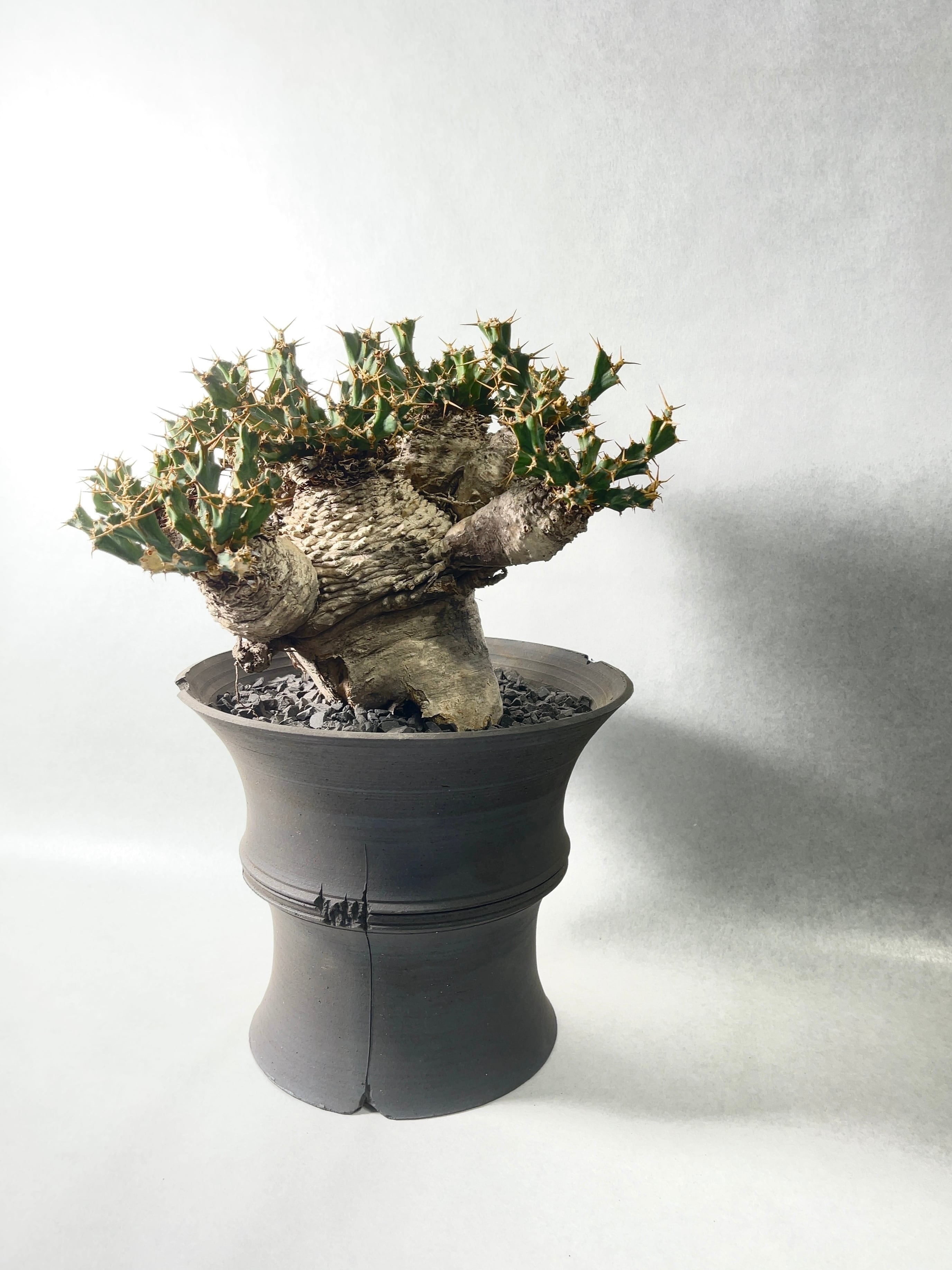 ユーフォルビア・クラビゲラ | trigger