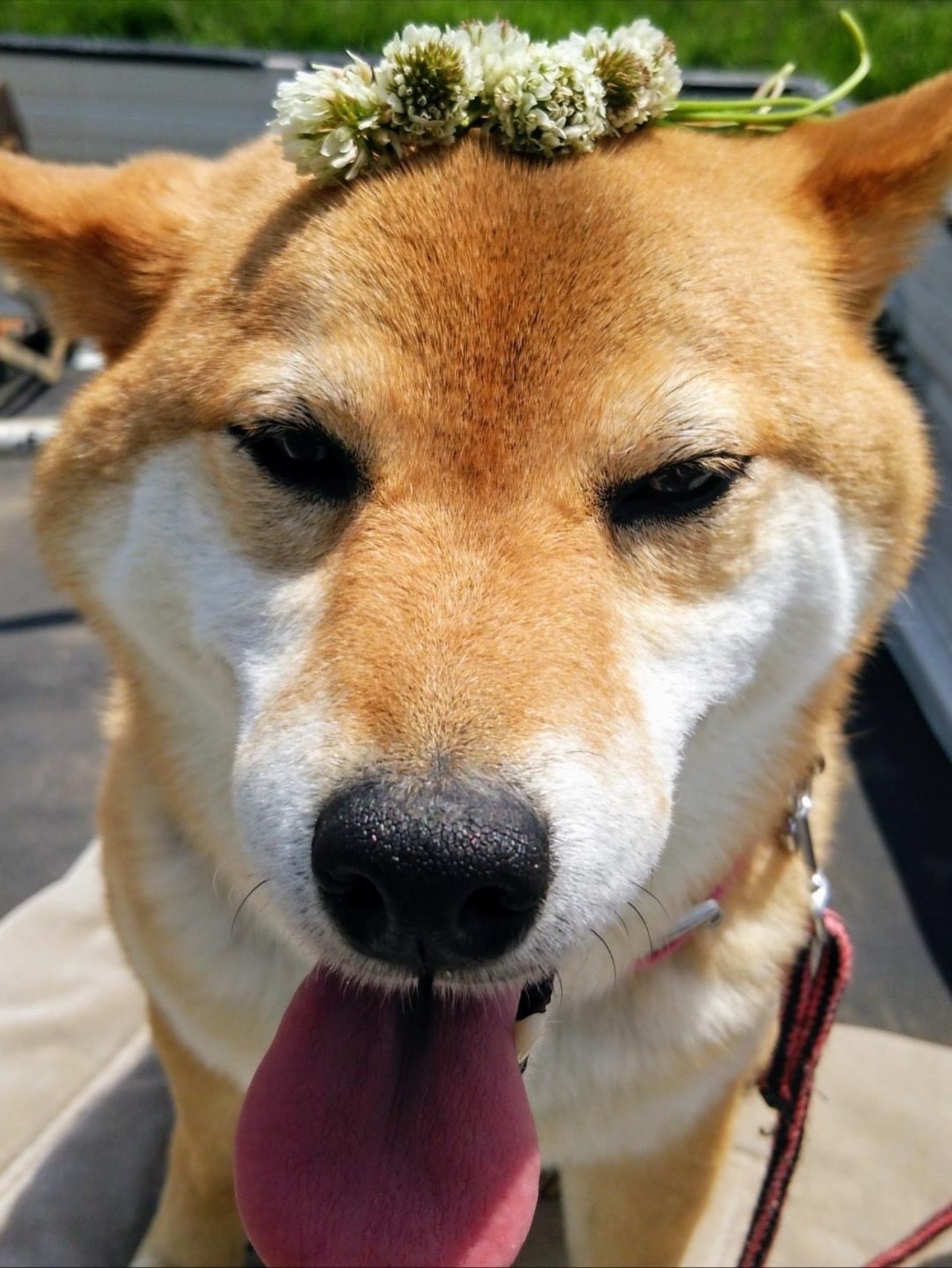 いろのかけら×ただいま「花よりお団子なんだけど」