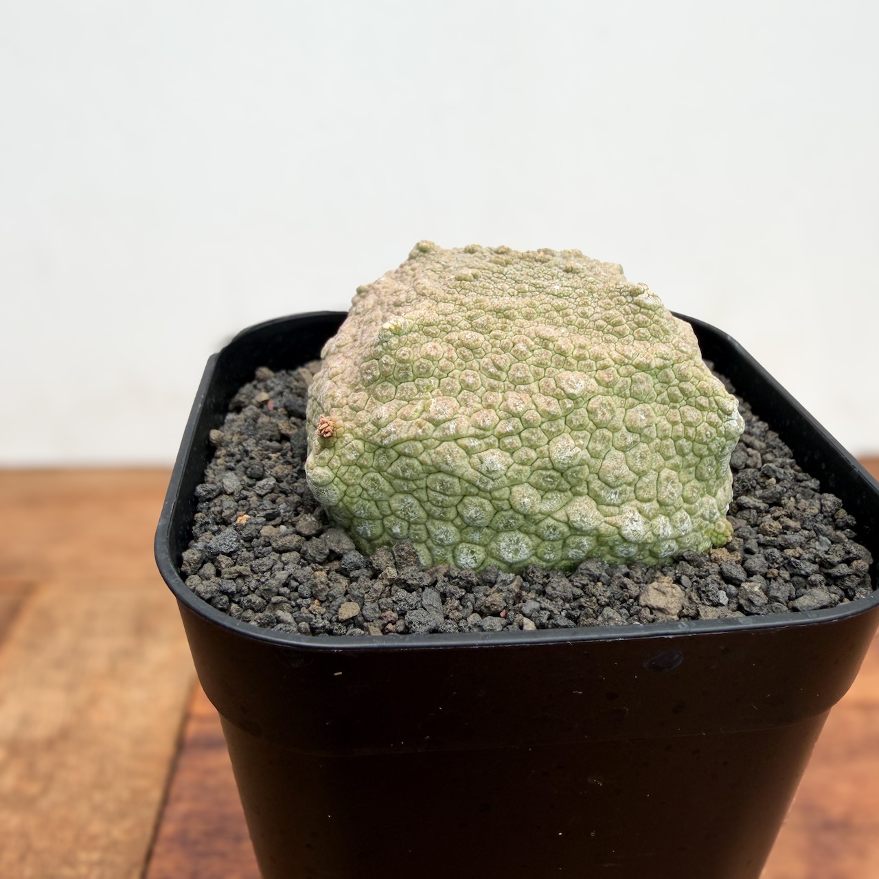 Pseudolithos cubiformis【プセウドリトス・クビフォルミス】