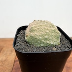Pseudolithos cubiformis【プセウドリトス・クビフォルミス】