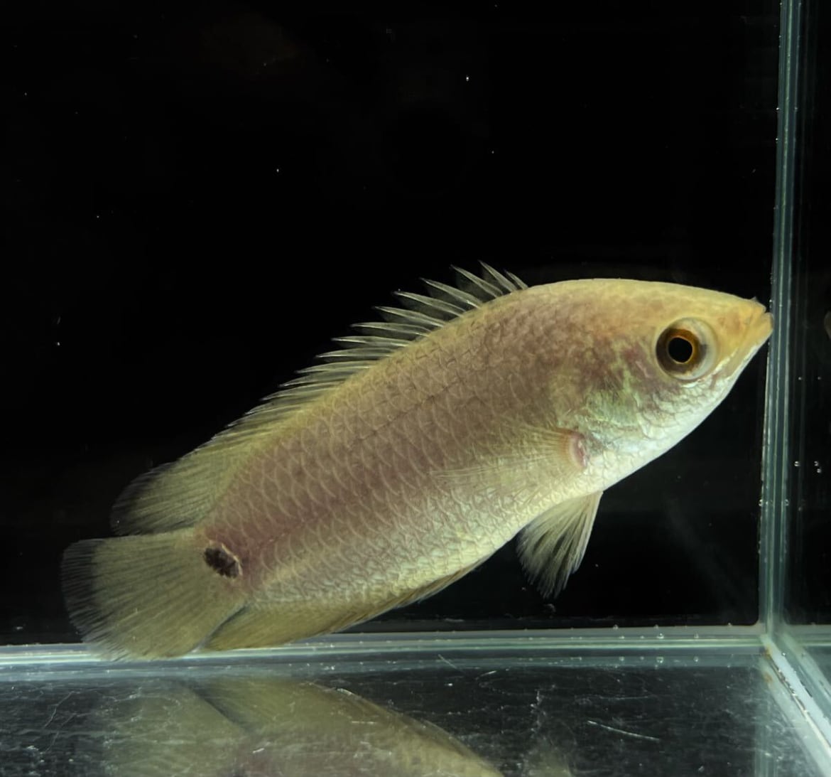 wild コンゴ便 魅惑のアフリカン クテノポマ キングスレイ 美魚 高品質