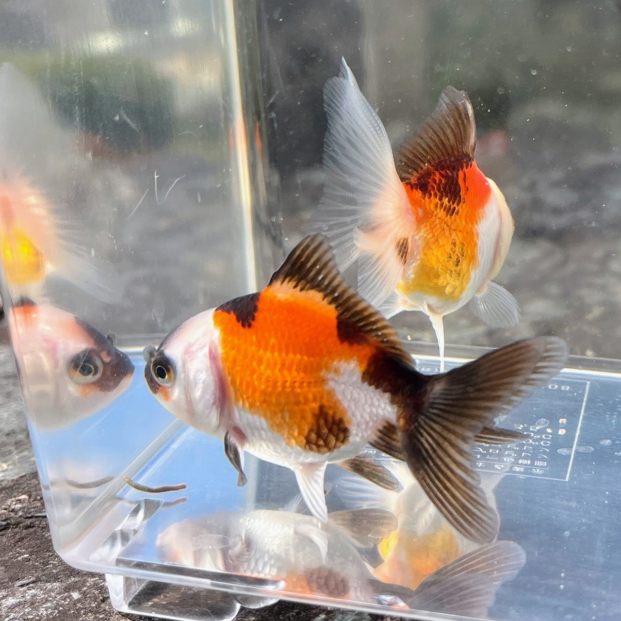 (金魚)トリカラーオランダ 4cm± 良物 インドネシア産(1匹)【生体】