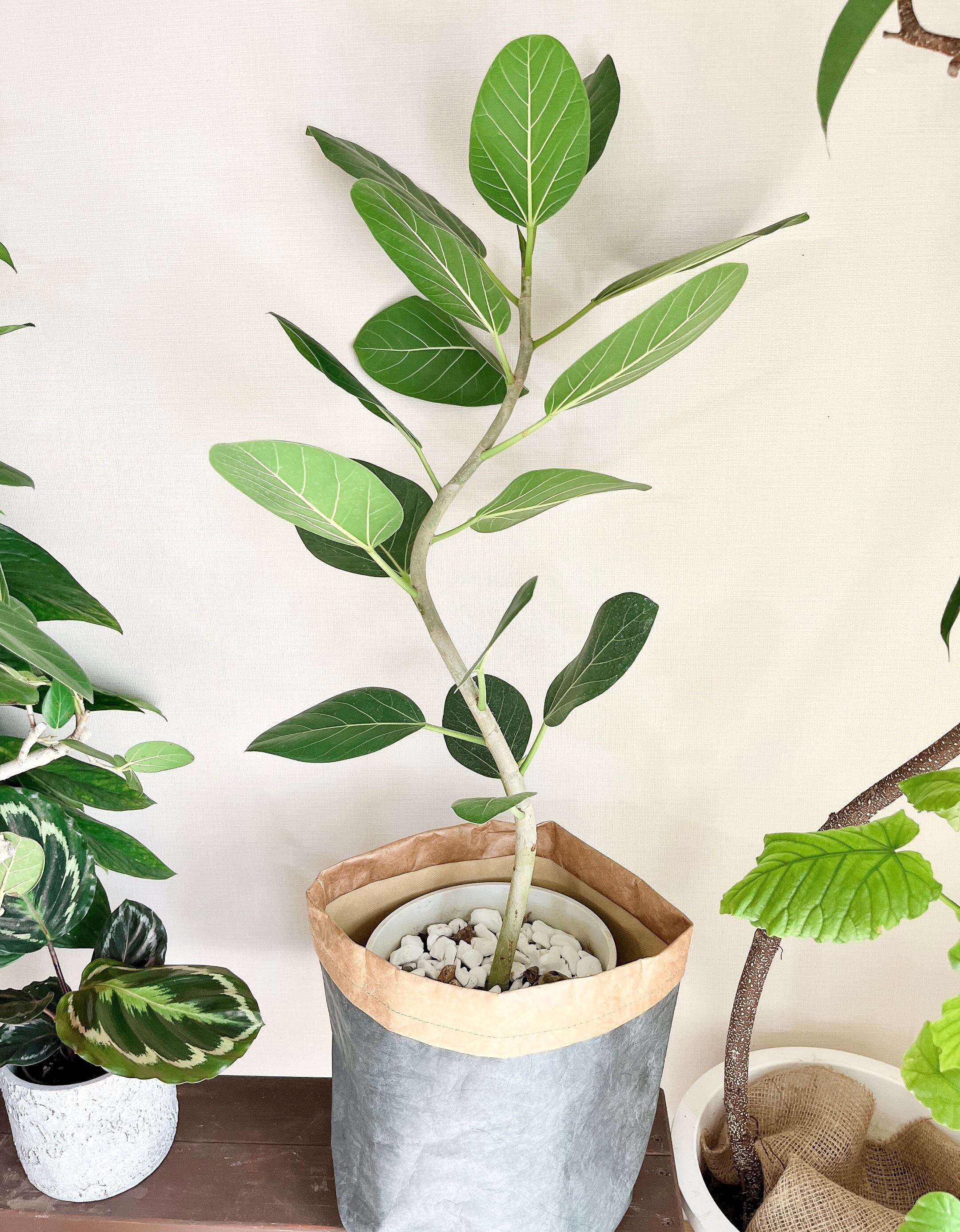 一点もの 観葉植物 フィカスベンガレンシス D 曲がり7号 送料込み Calmcafe