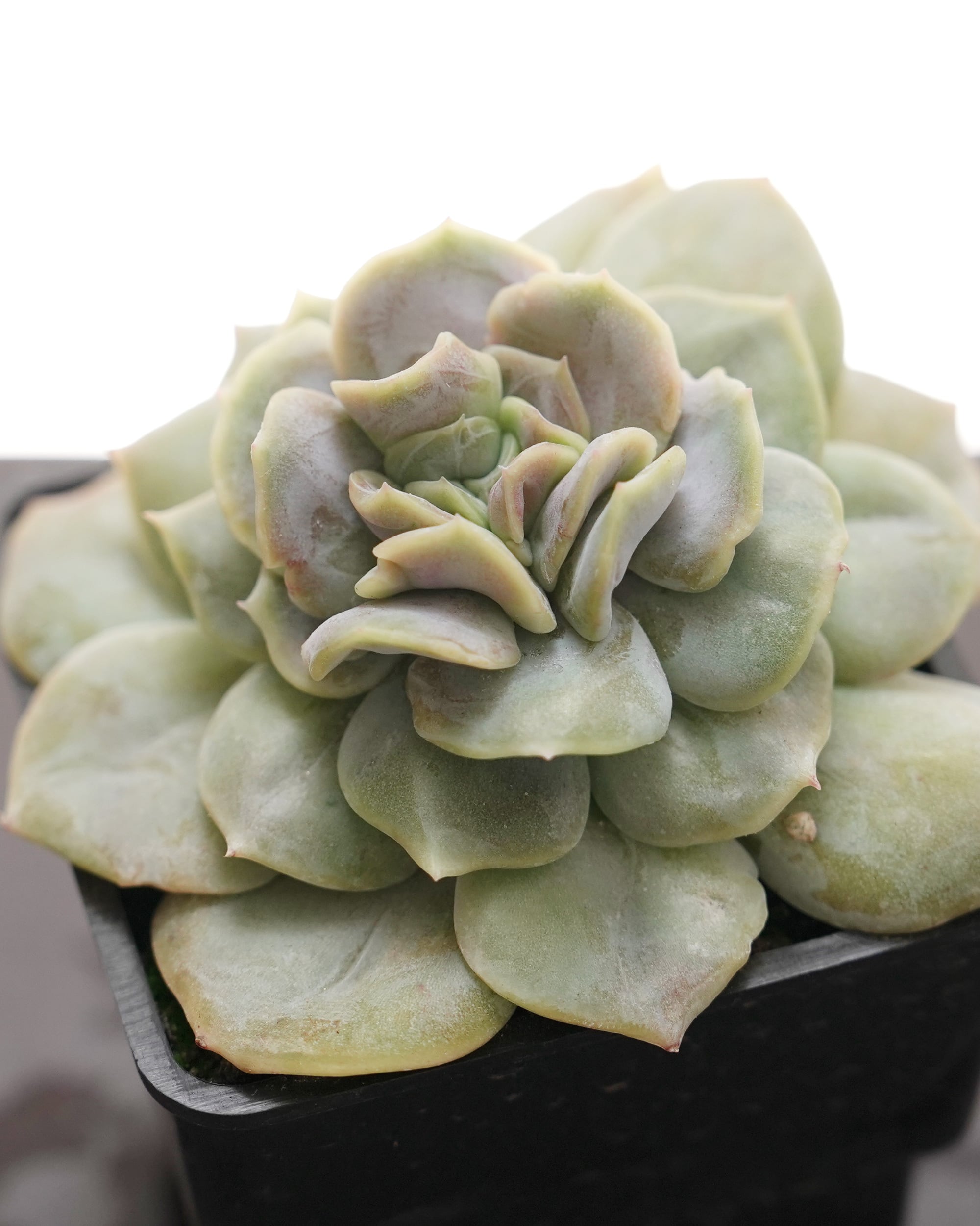 抜き苗 ブルームード 【日本初上陸？！】 Echeveria 'Blue Mood