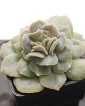 抜き苗 ブルームード 【日本初上陸？！】 Echeveria 'Blue Mood'