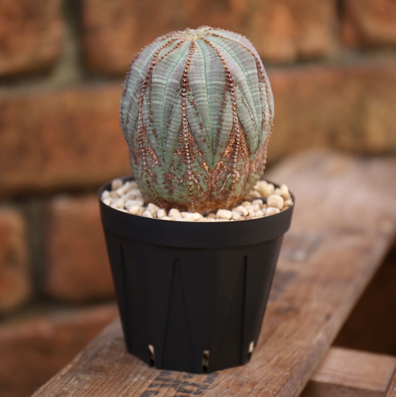 当店限定販売】 特選美株 ユーフォルビア オベサ 雌株 美模様 輸入苗