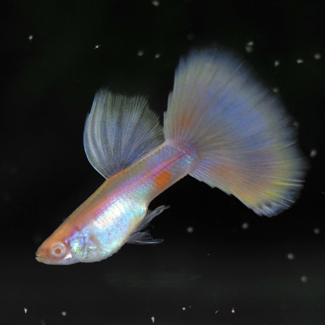 【現物】RREAモスコーピンク 1ペア＋おまけ1ペア