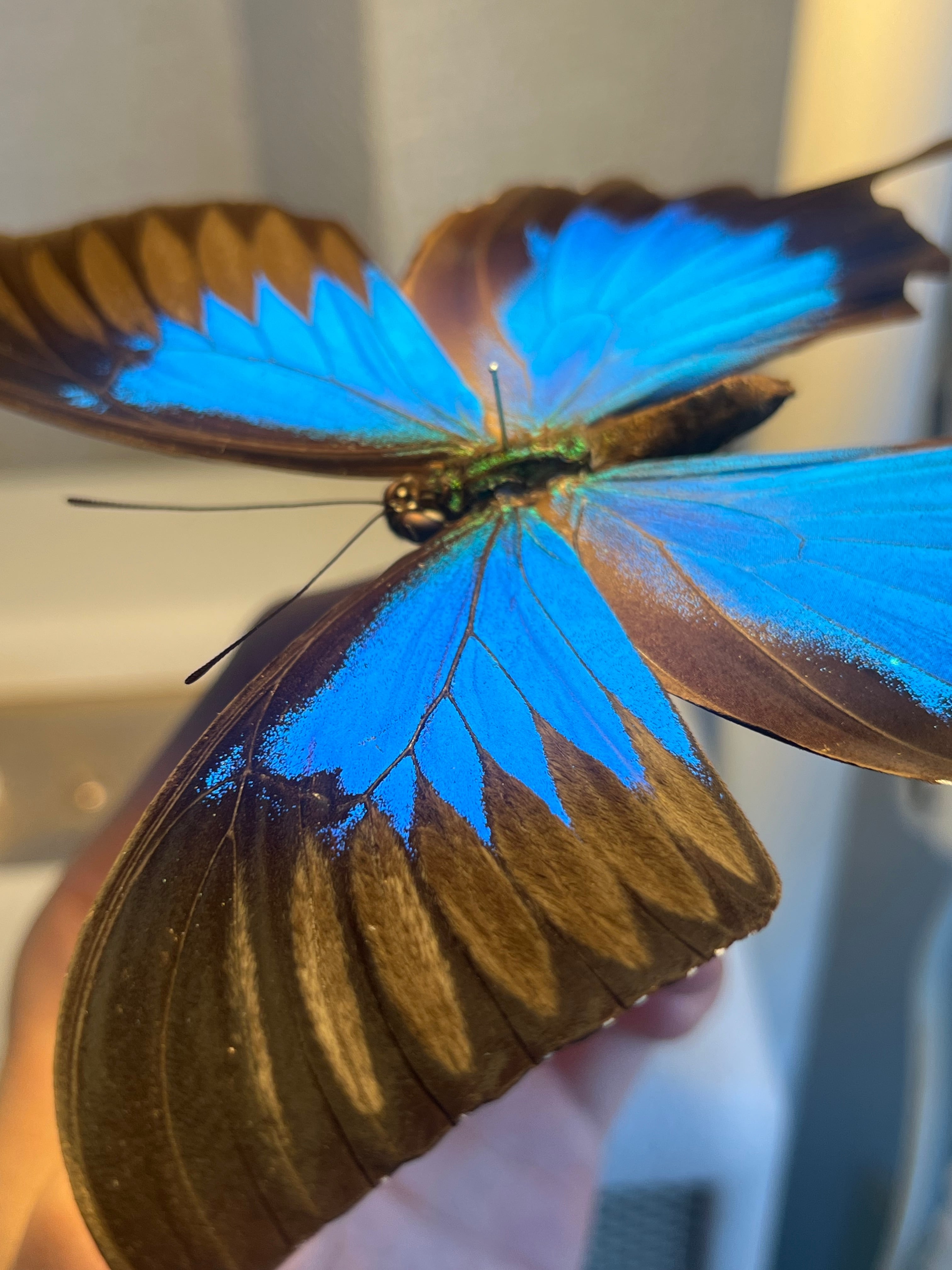 オオルリアゲハ Achillides ulysses 標本 蝶 外国産蝶標本 モルフォ