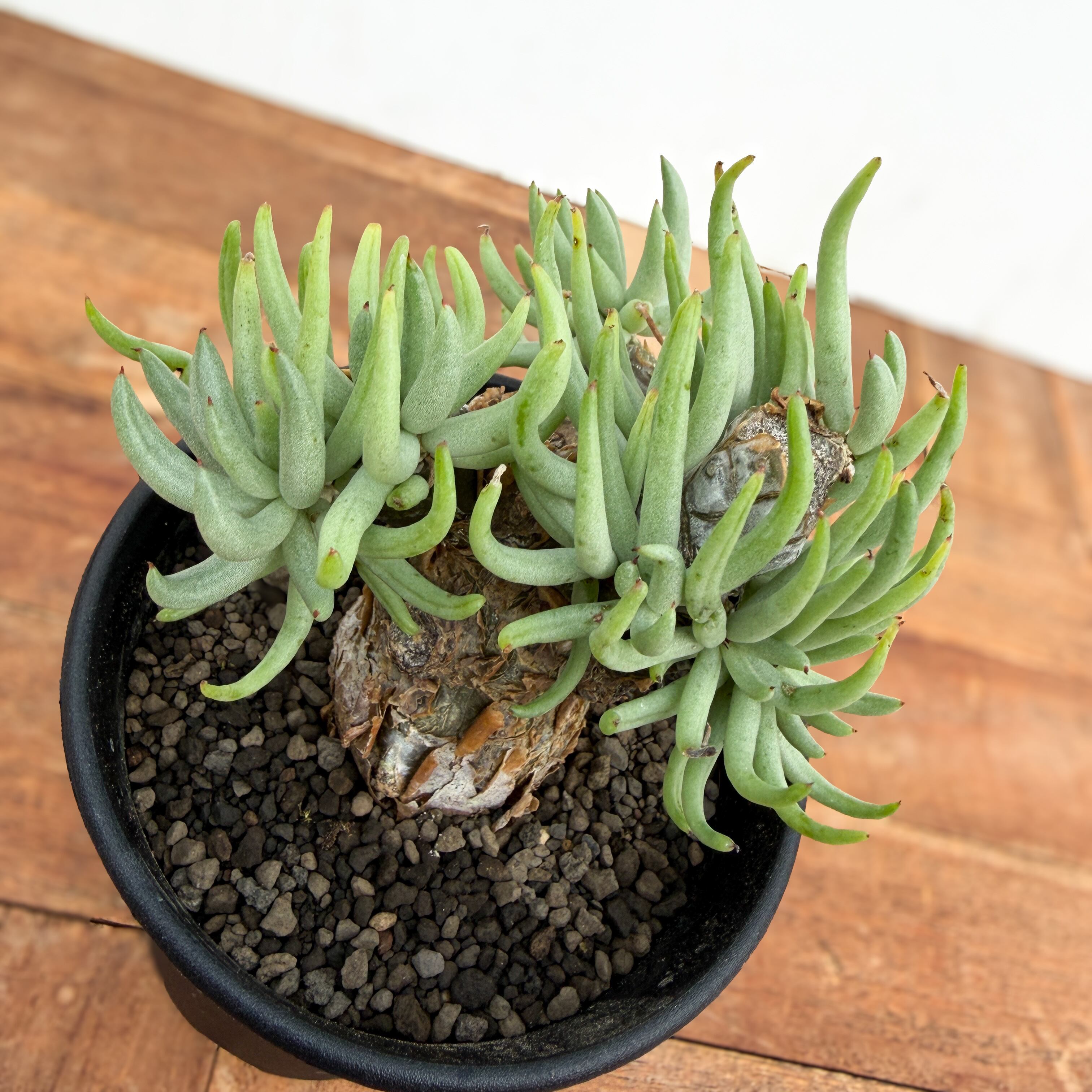 Tylecodon pearsonii【チレコドン・ペアルソニー・実生】 | RIMO'S