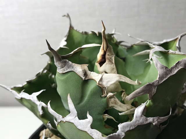 アガベ チタノタ ’蟹’