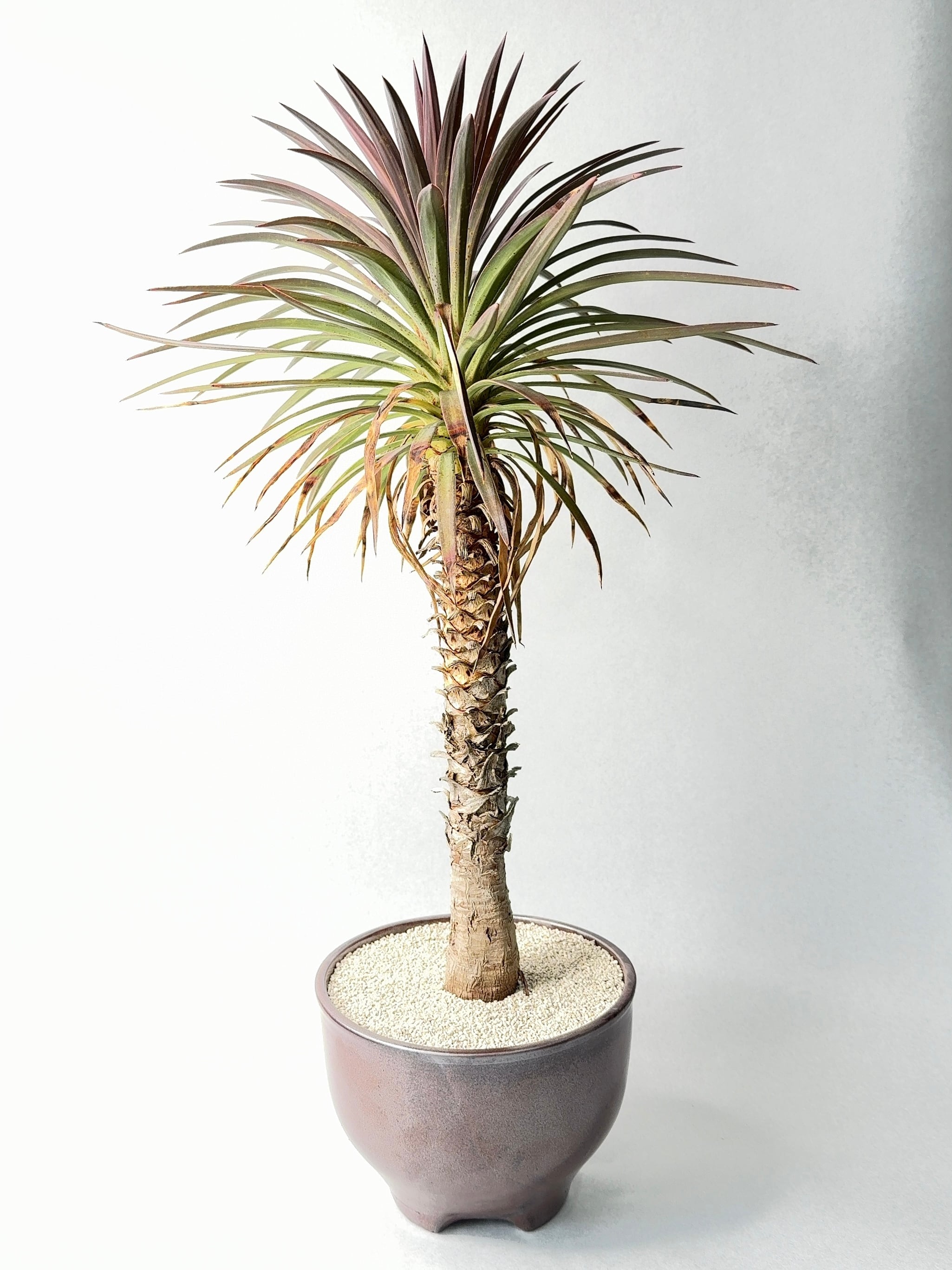 ユッカ・ディスメティアーナ | trigger