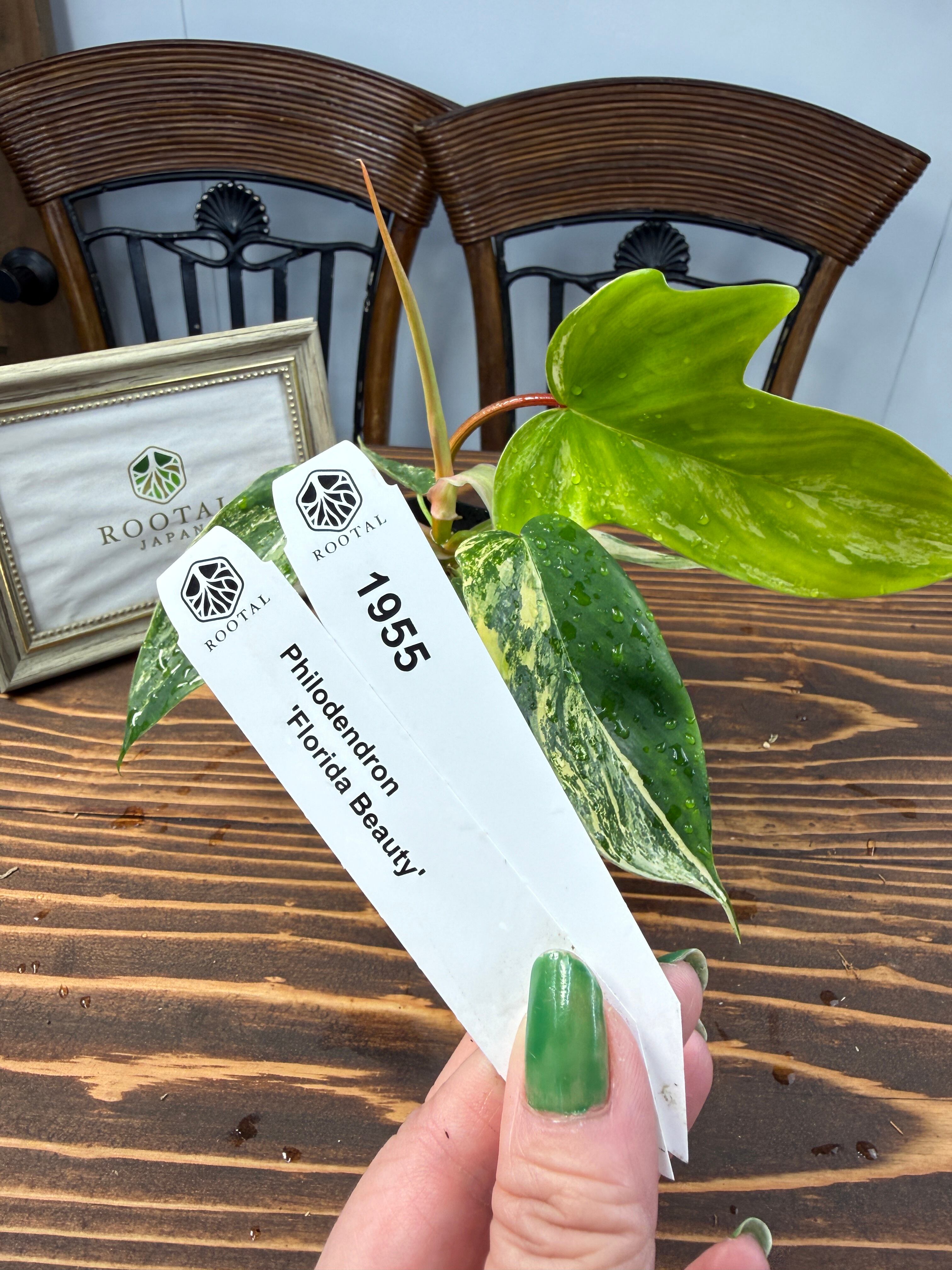 フィロデンドロン | ROOTALPLANTS