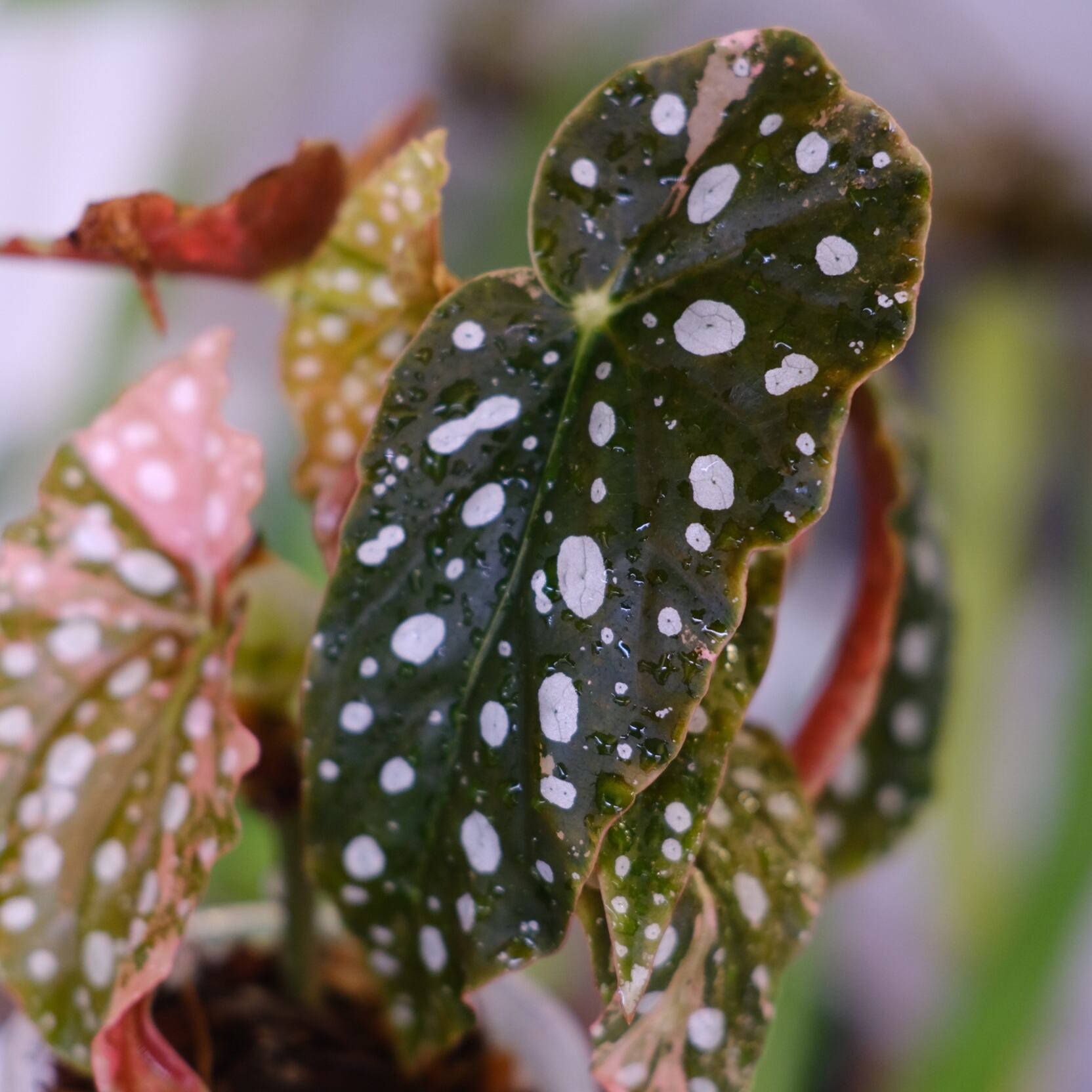 Begonia maculata variegata 'Pink'｜ベゴニア マクラータ ピンク