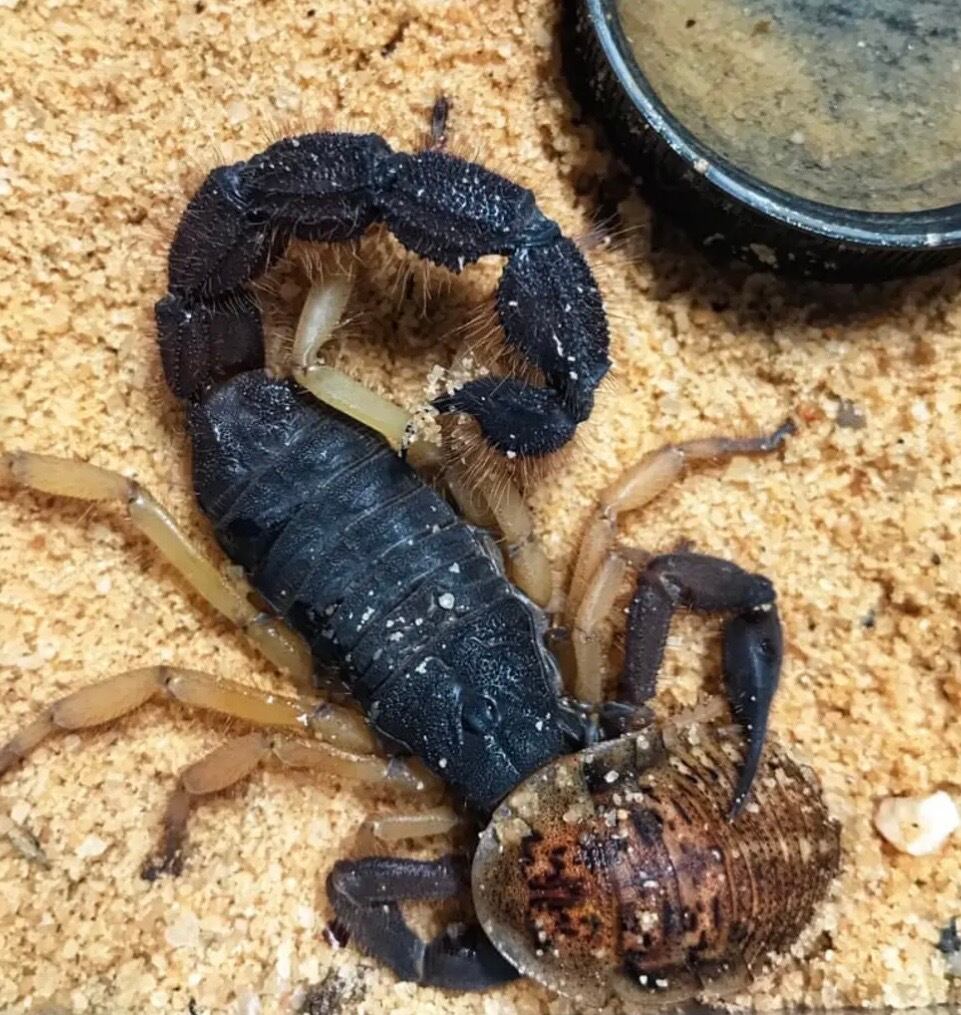 牛殺蠍最大種】Parabuthus villosus typical 全長5cm程 標本 ブラック