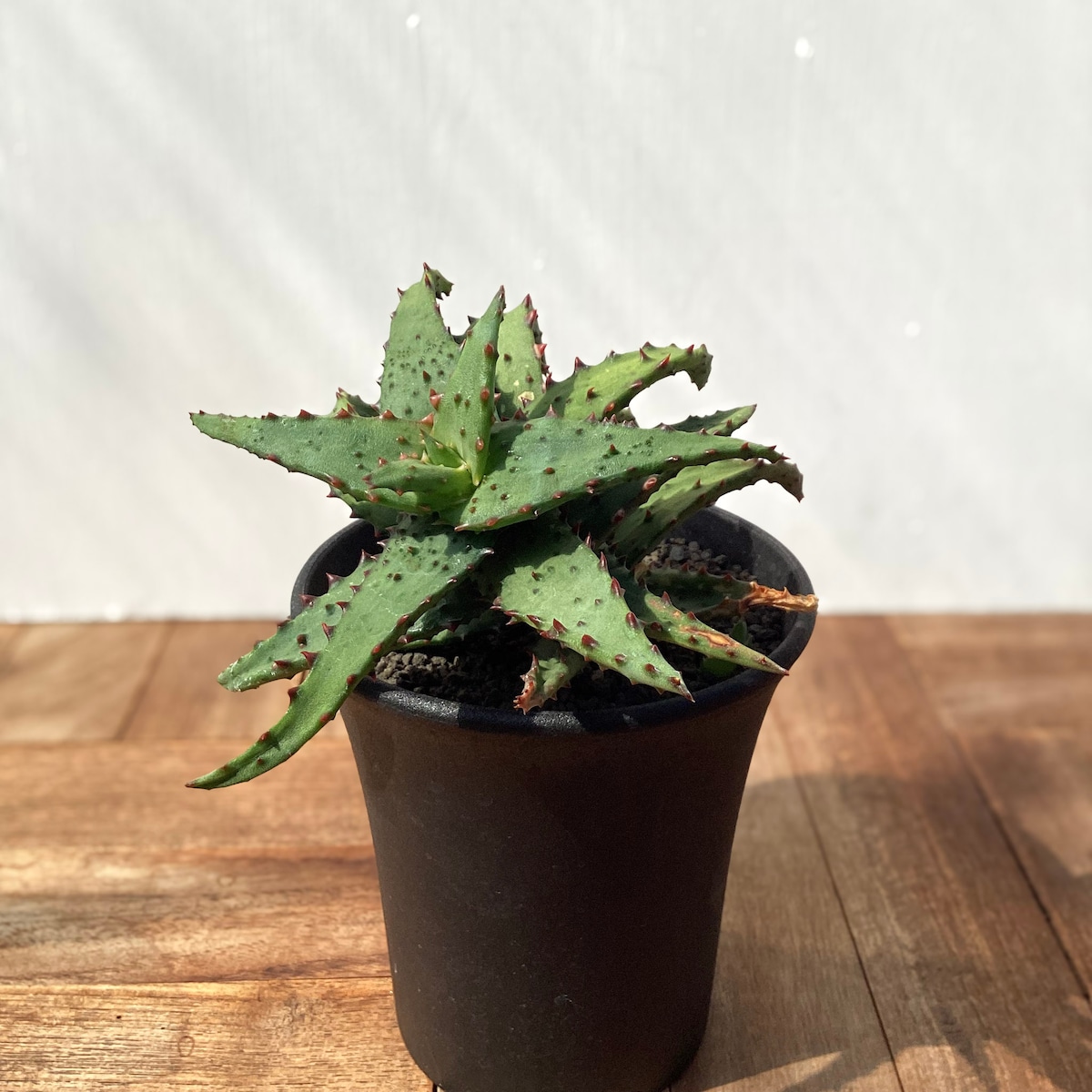 Aloe castilloniae 【アロエ・カスティロニアエ】 | RIMO
