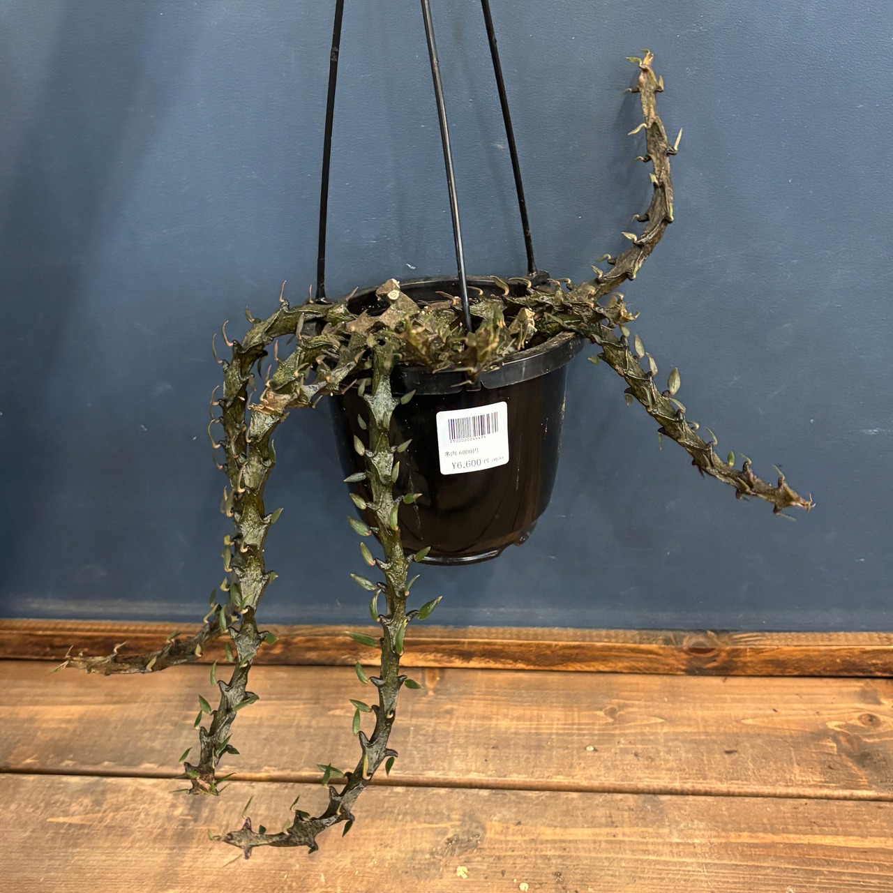 セロぺギア ボッセリ【766】