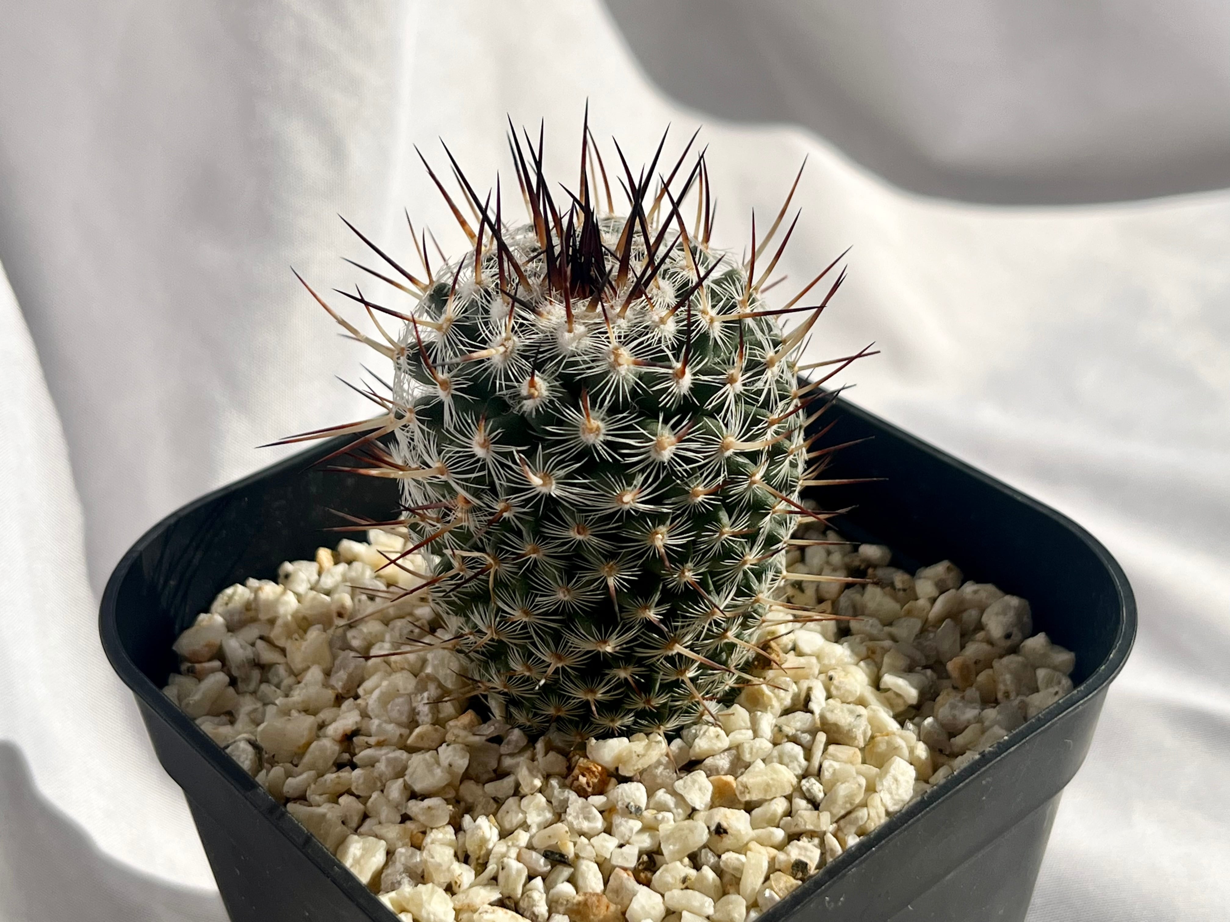 Mammillaria parkinsonii 'Azarashi' マミラリア 黒刺アザラシ
