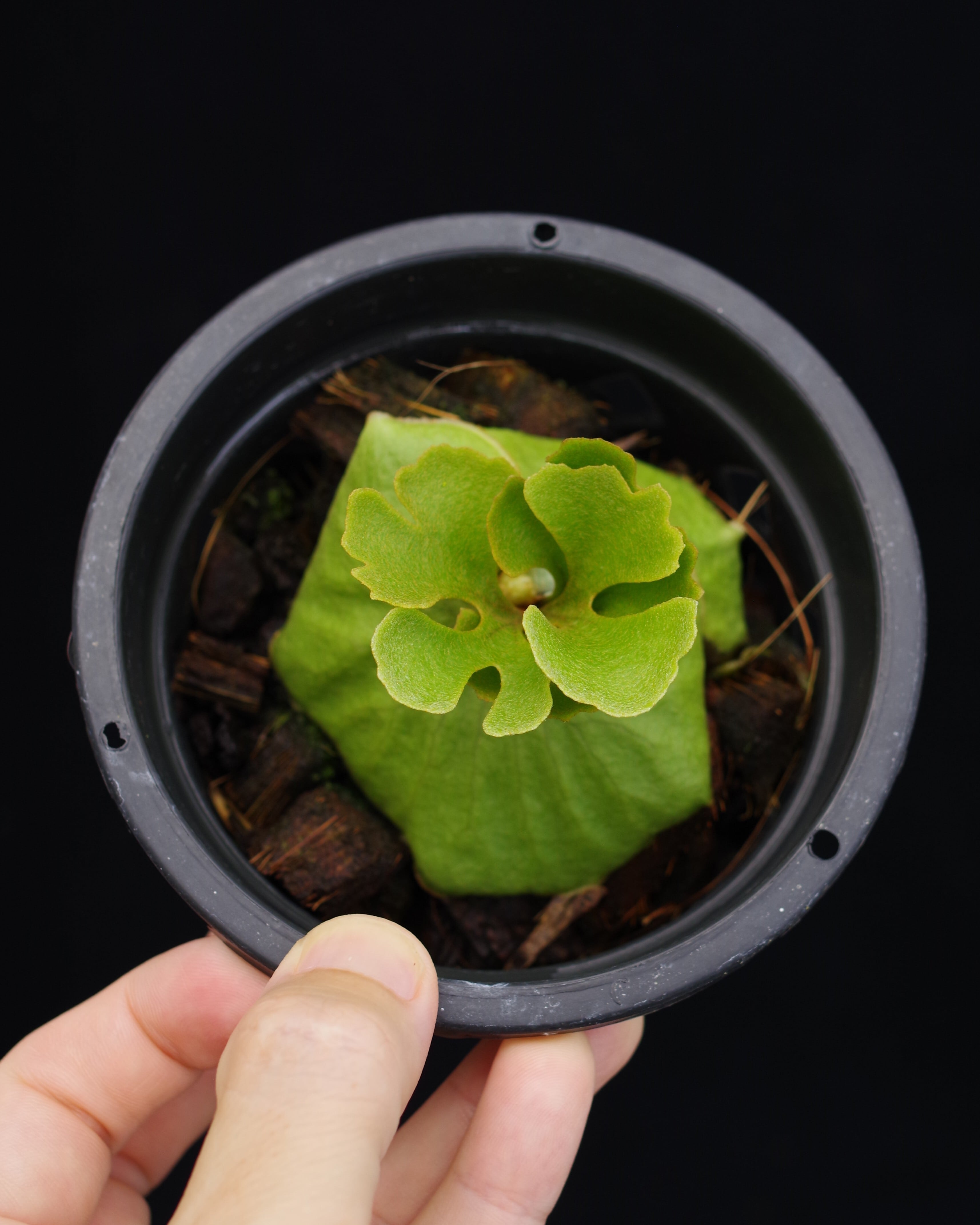Platycerium ridleyi dwarf type-B selected (KH) sporeling | 伊藤蟻