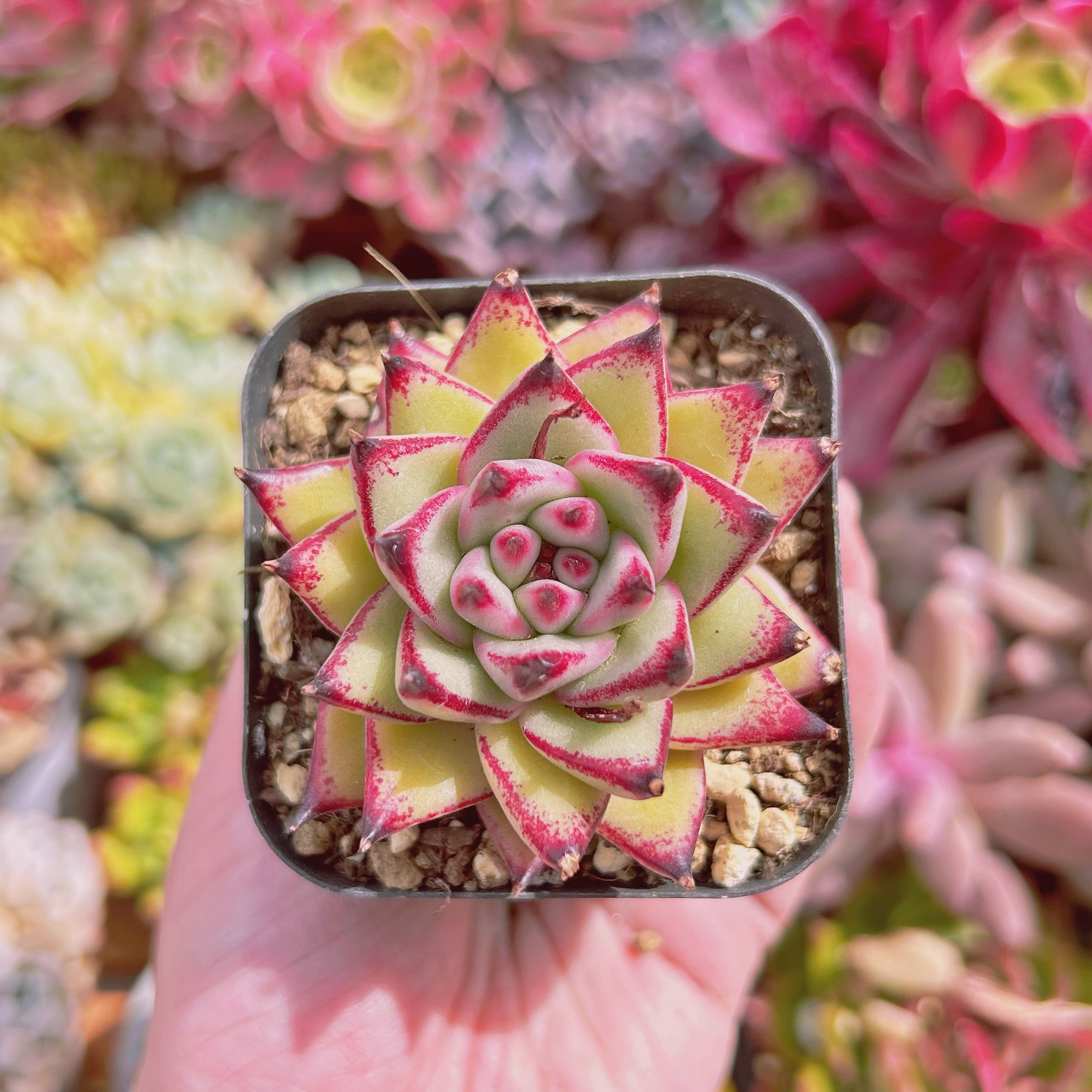 894現物 多肉植物 Topaz | るる農園~多肉植物専門