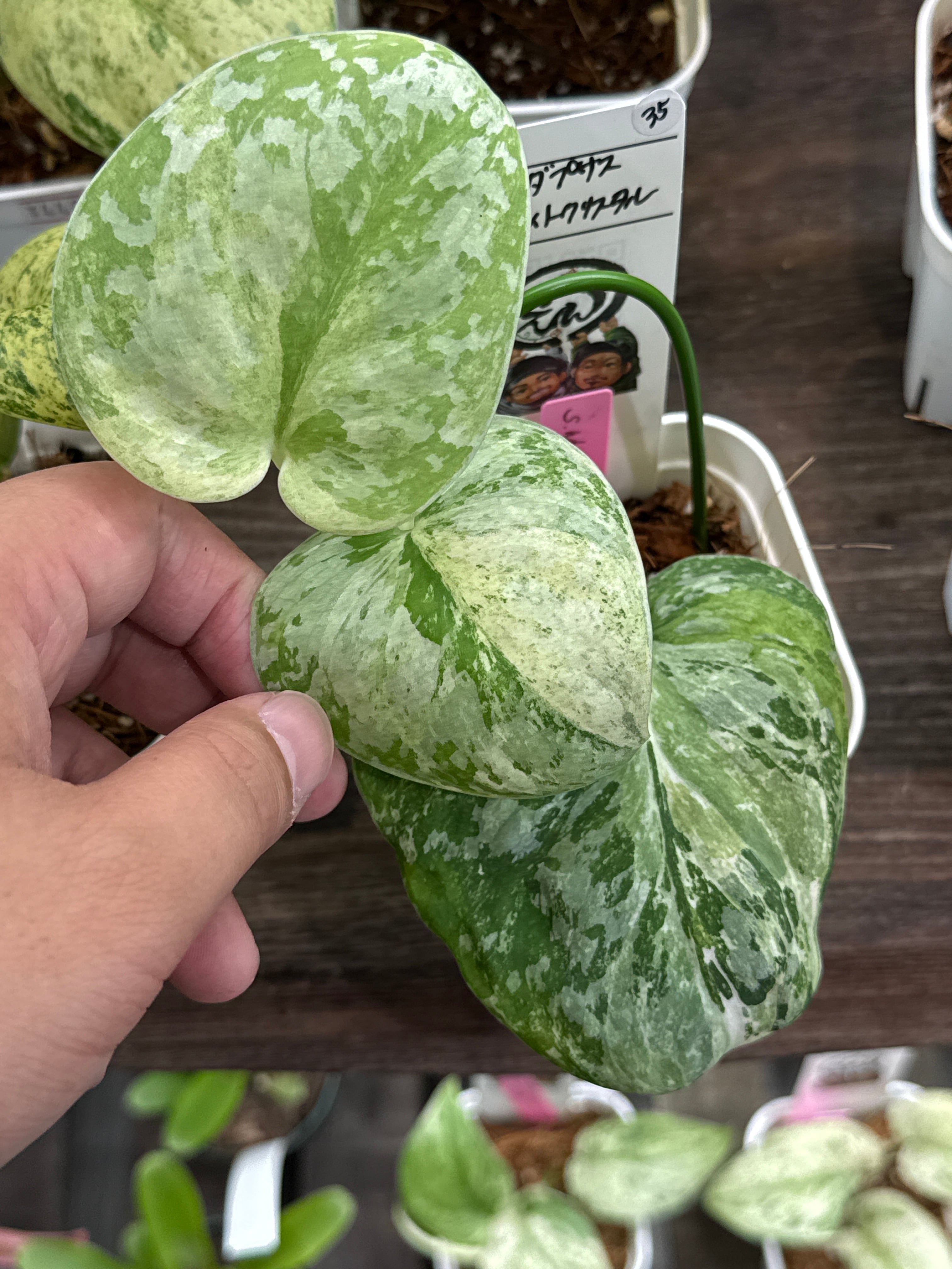 35. スキンダプサス ホワイトクリスタル | Gardenえん 【観葉熱帯植物】