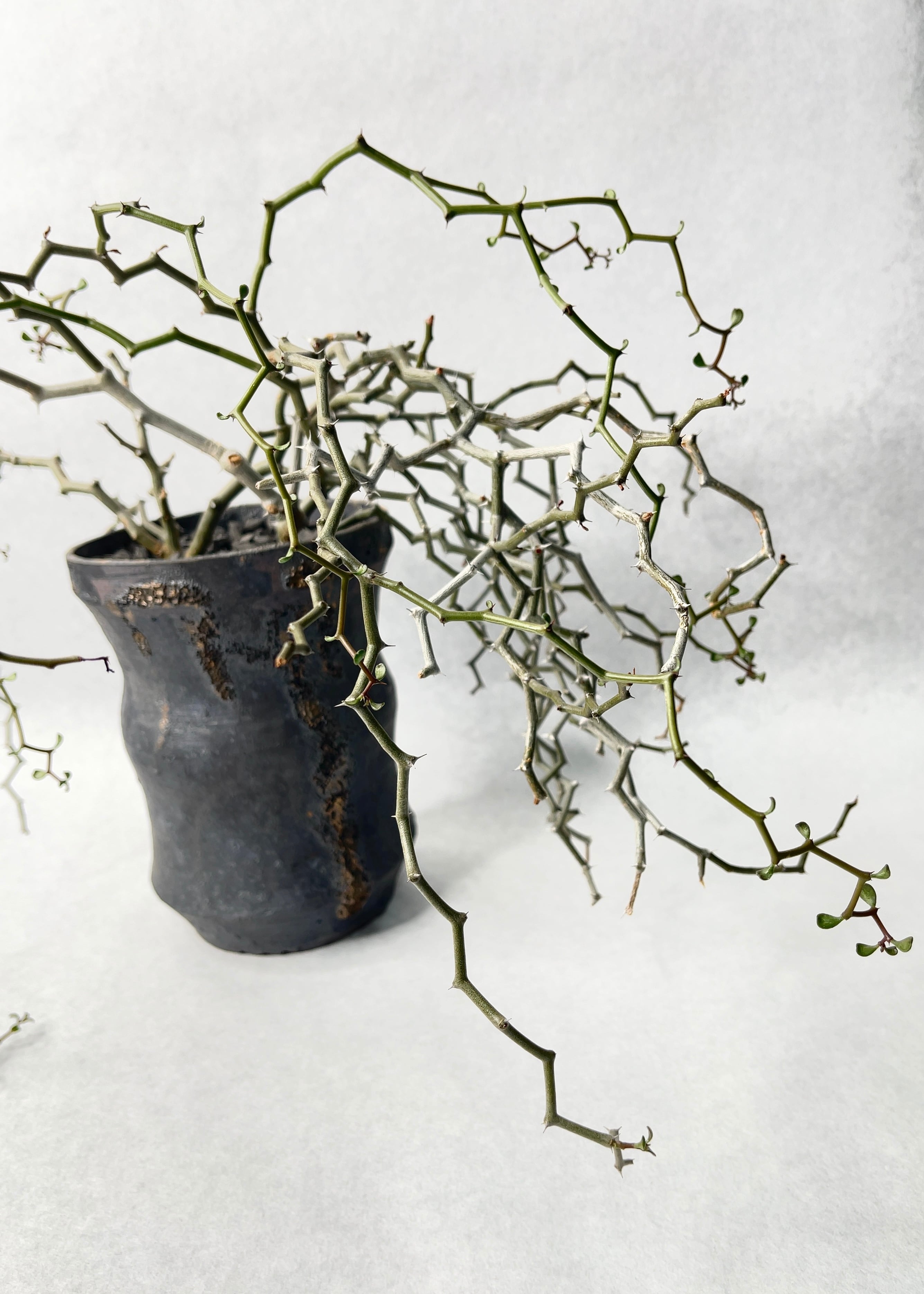 デカリア・マダガスカルカリエンシス | trigger