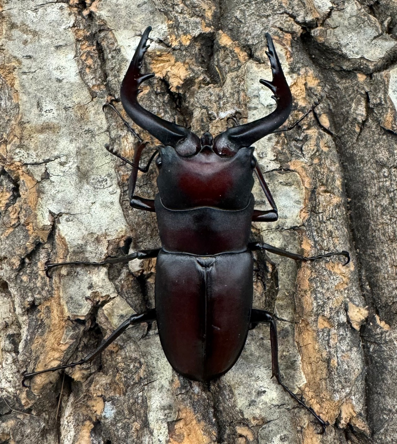 【WD】《ノコギリクワガタ 伊豆大島産 64mm ペア》