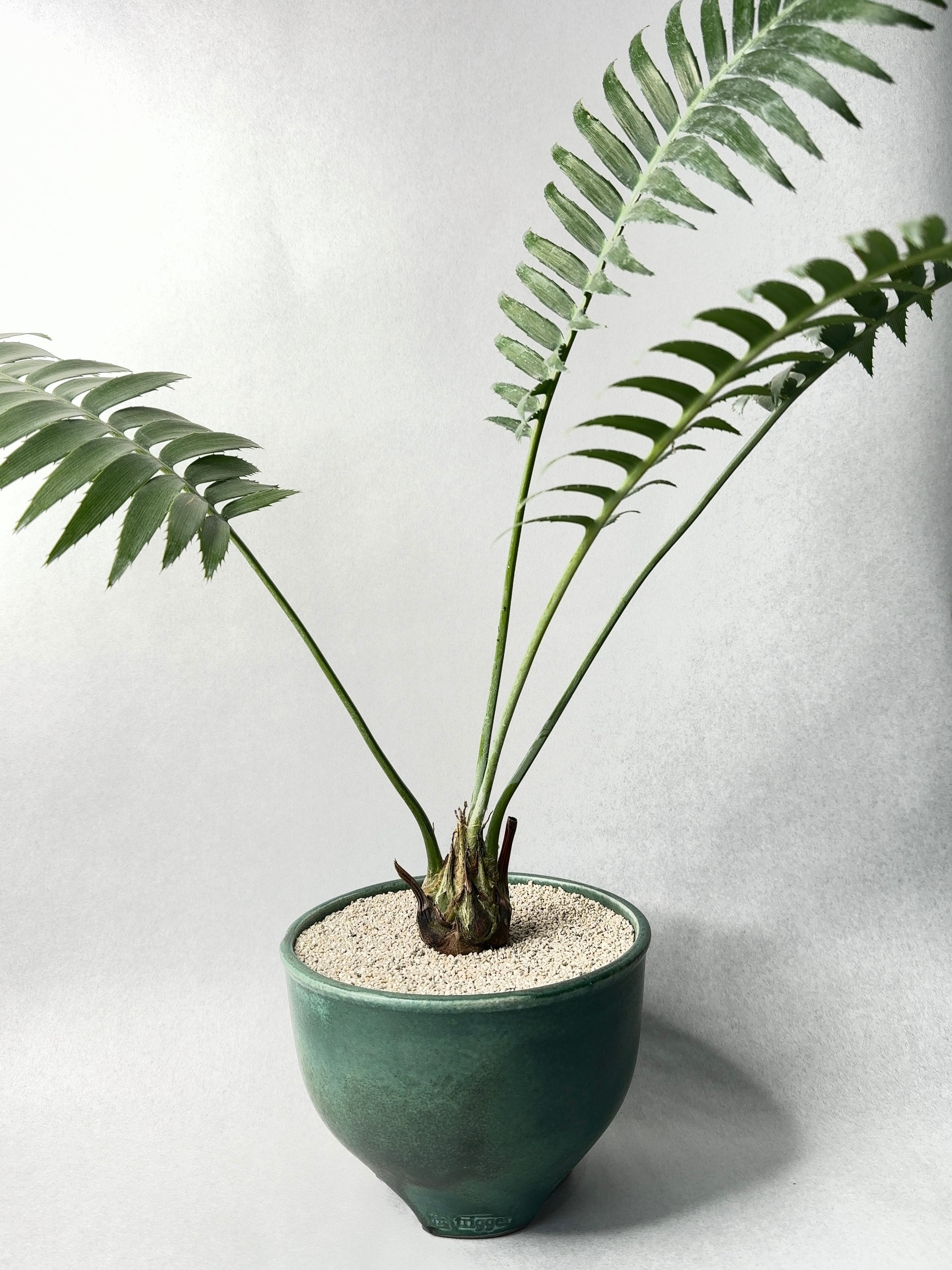 ディオーン・エデュレ | trigger