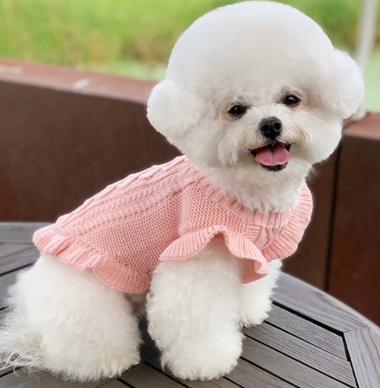 frill knit top 2color XS ~ XL / 犬服 秋冬 ニット フリル Tシャツ フリル袖 ドッグウェア シンプル ニット 小型犬 中型犬 犬 服 猫 ペット用品 ペット洋服 top95