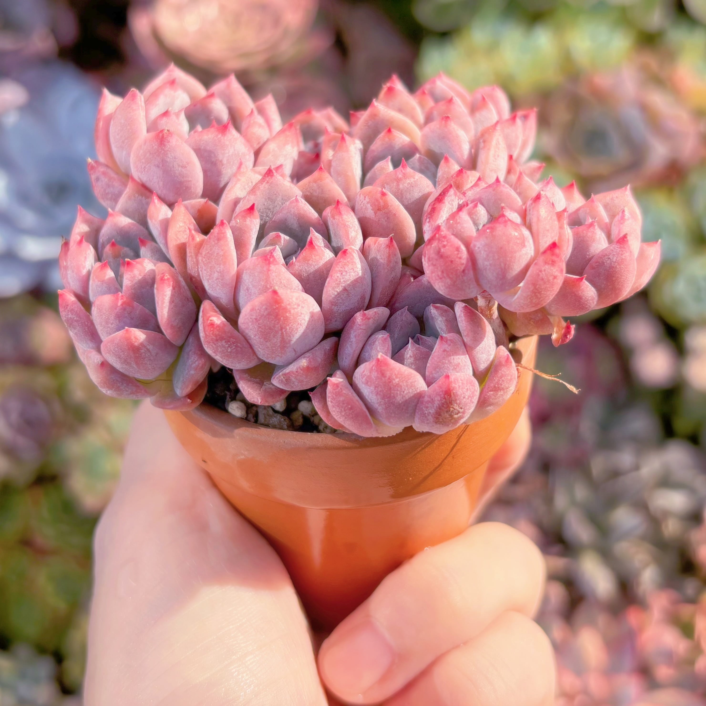多肉植物 レッドベルベットxラウイ 在庫僅少 群生 新入荷 るる農園
