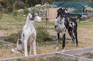 シックスドッグス・カルージン / Six Dogs Karoo Gin | ジンラボリカー