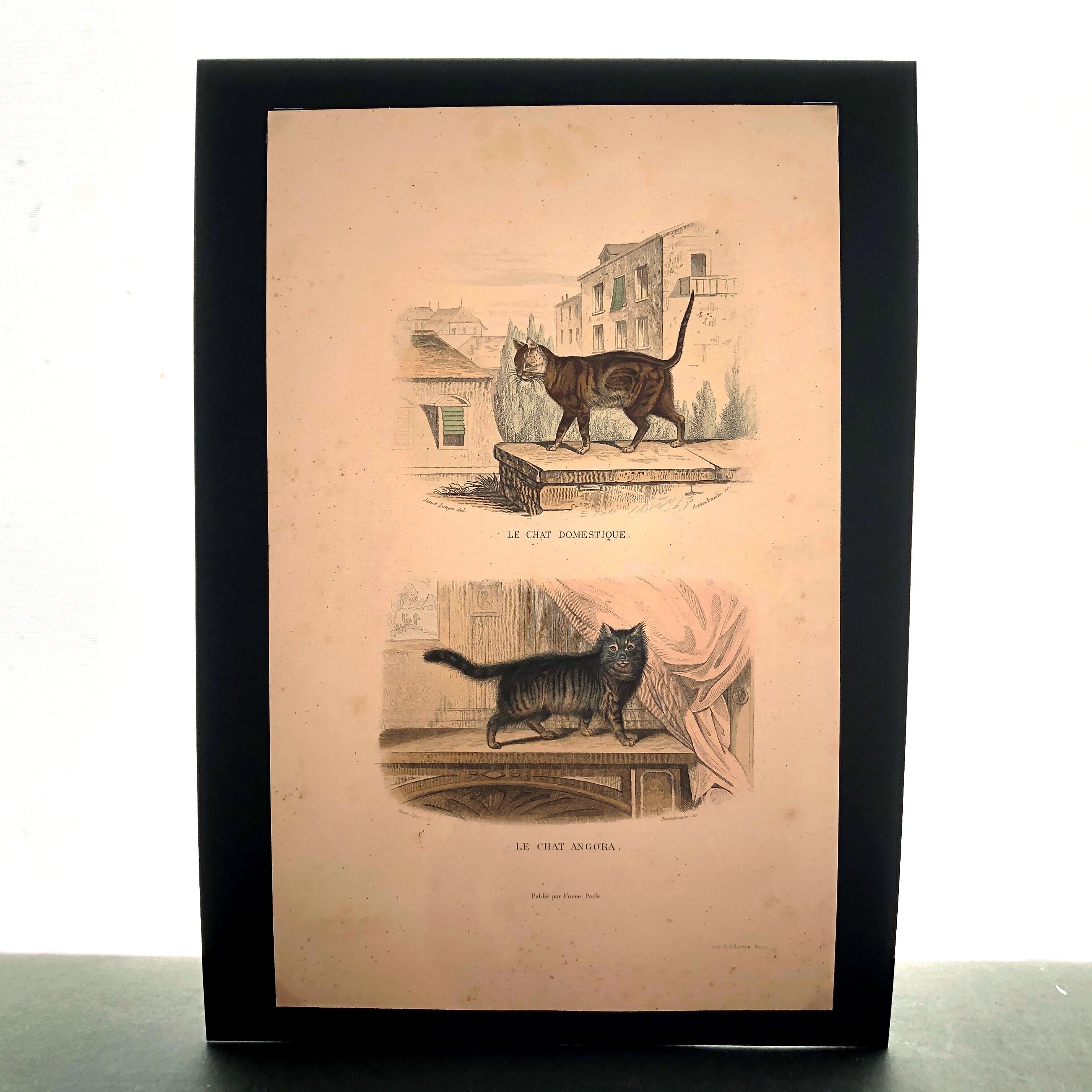 博物画「猫」 | PAY ID