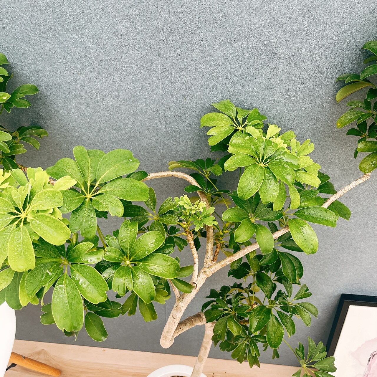 現品］A シェフレラ レナータ 曲がり 8号 観葉植物 室内 大型