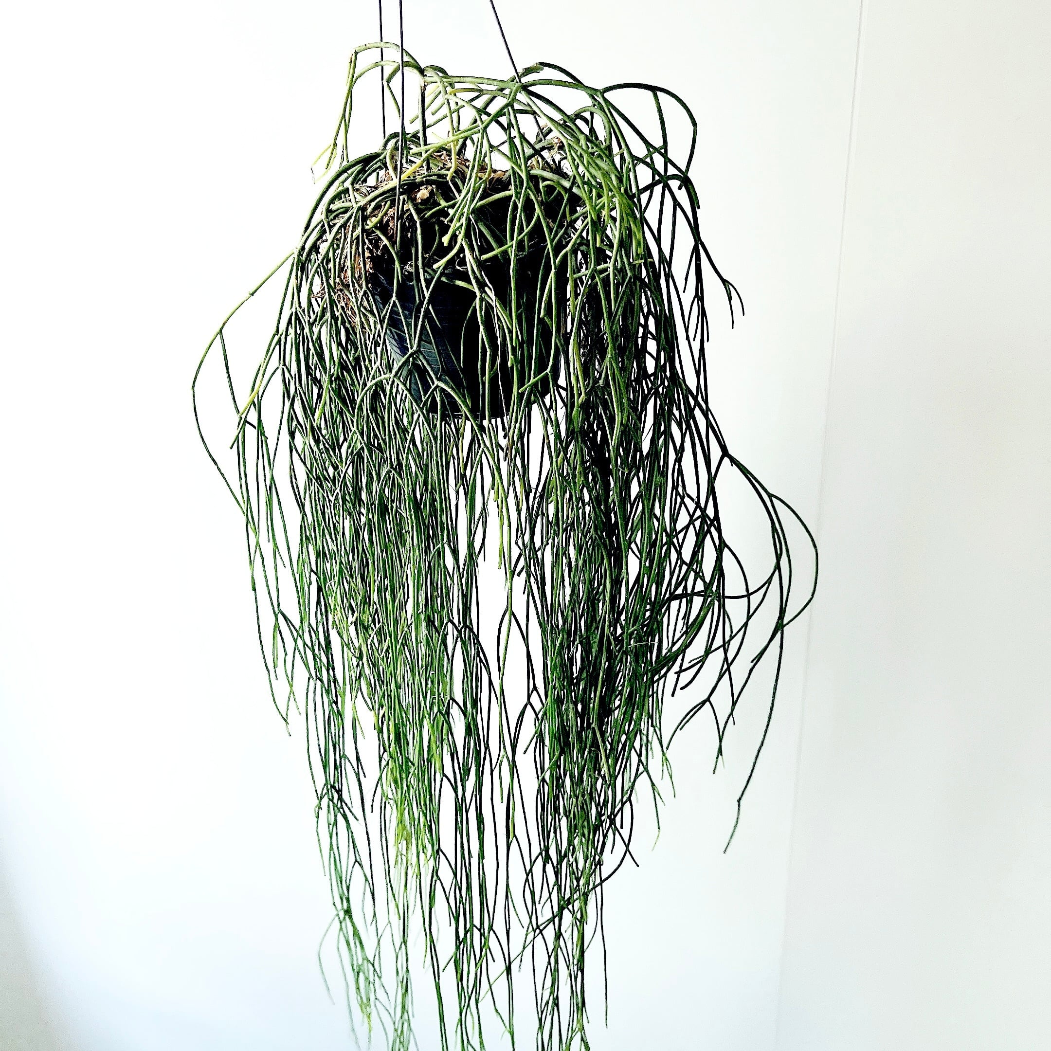ストレリチア ノンリーフ ユンケア 陶器鉢仕立て【Premium Plants