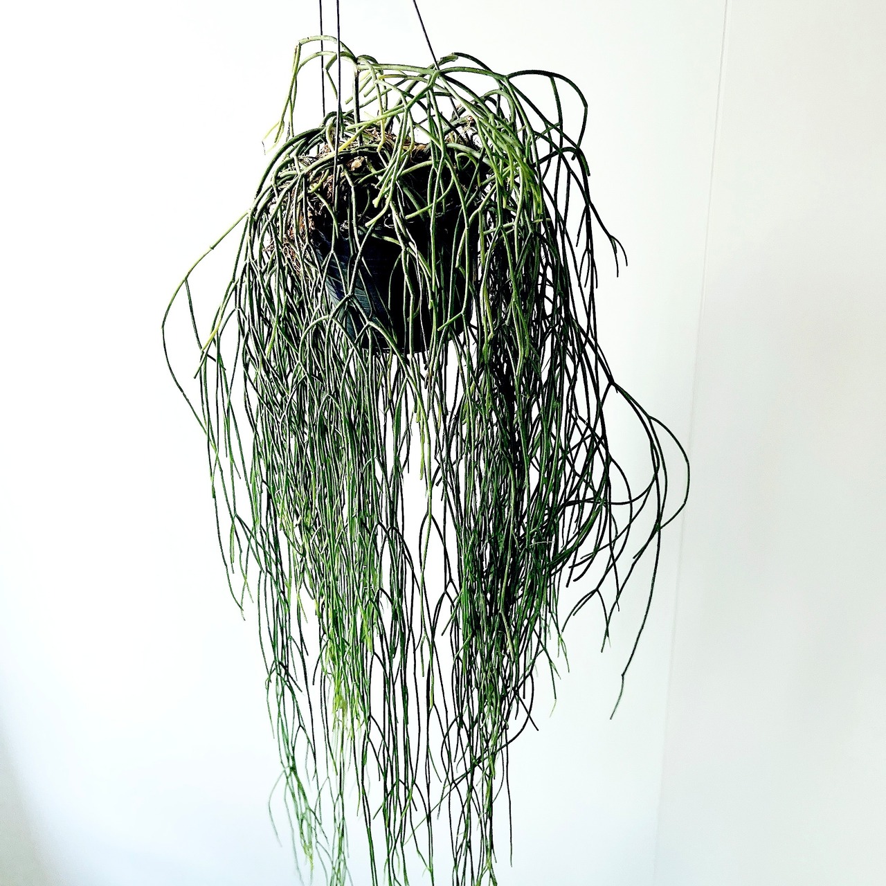 《ロング丈》リプサリス 観葉植物 calm cafe
