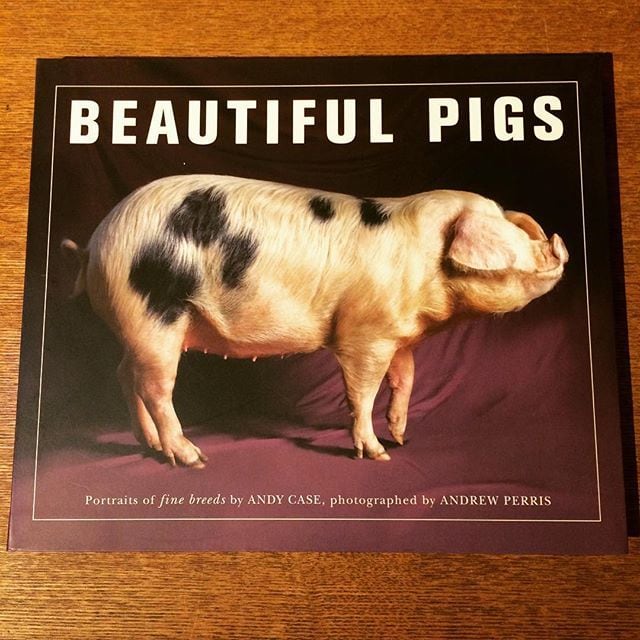 写真集「Beautiful Pigs」 - 画像1